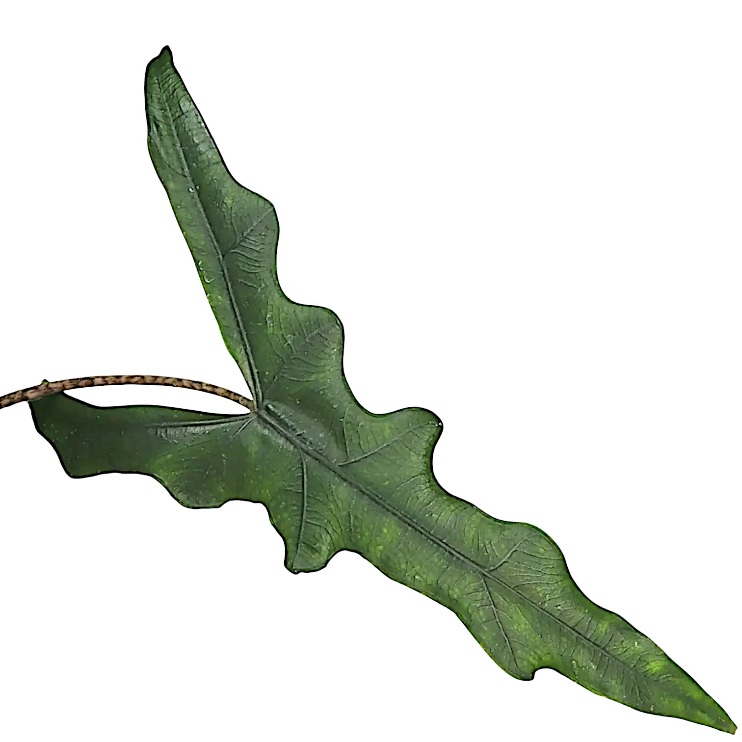 Alocasia sp. Sulawesi 'Sabrina Narrow' – Blattdetail vor weißem Hintergrund..