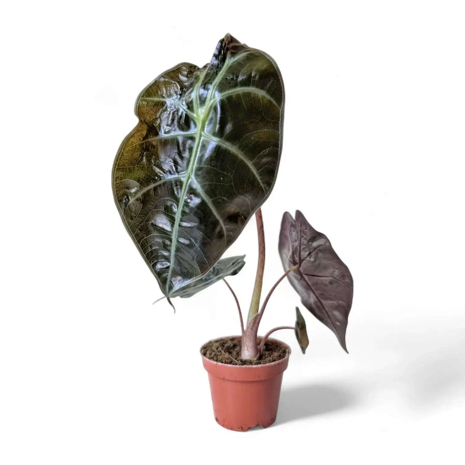 Alocasia suhirmaniana potted plant in nursery pot on white background.