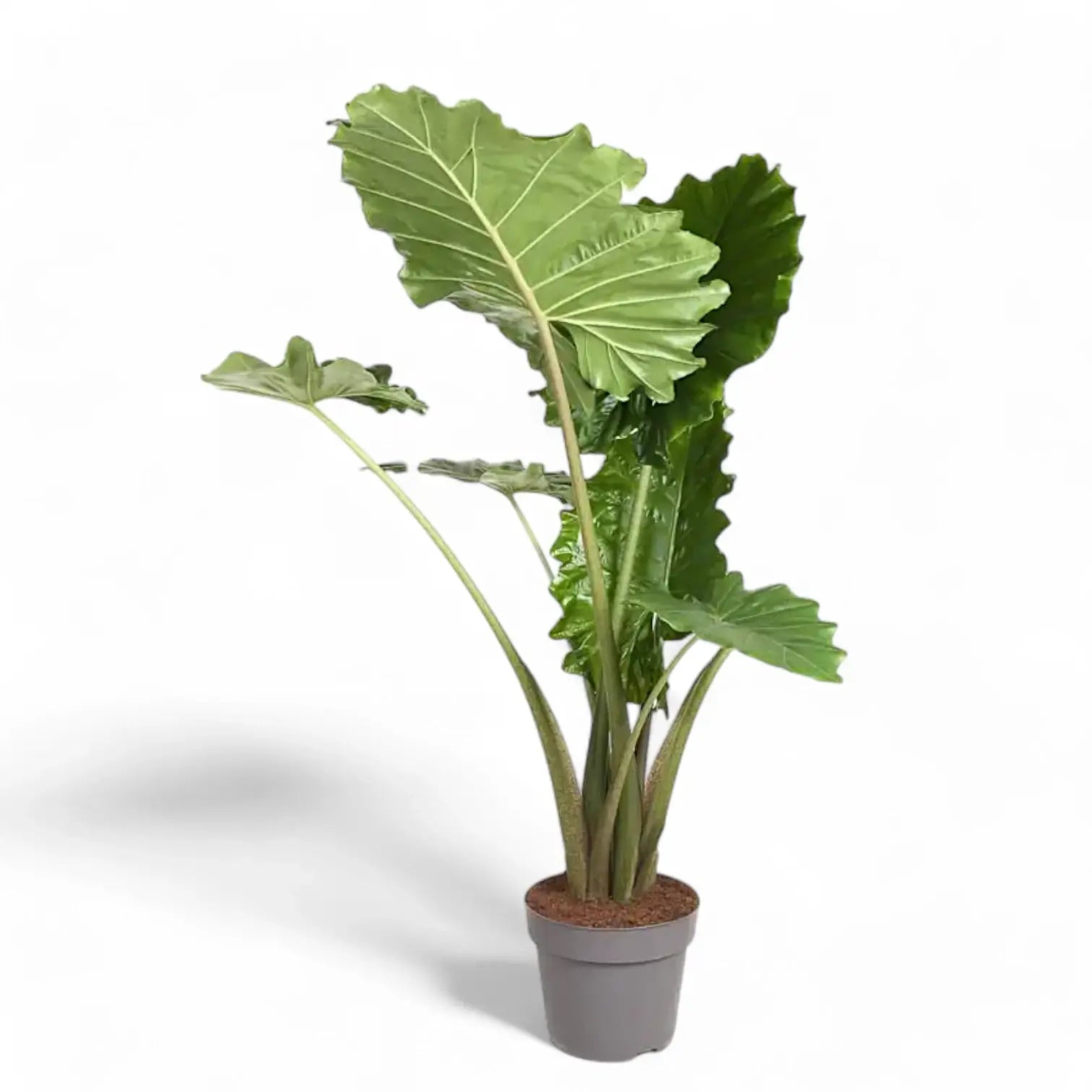 Alocasia 'Thunder Waves' ('Portodora') potted plant in nursery pot on white background.