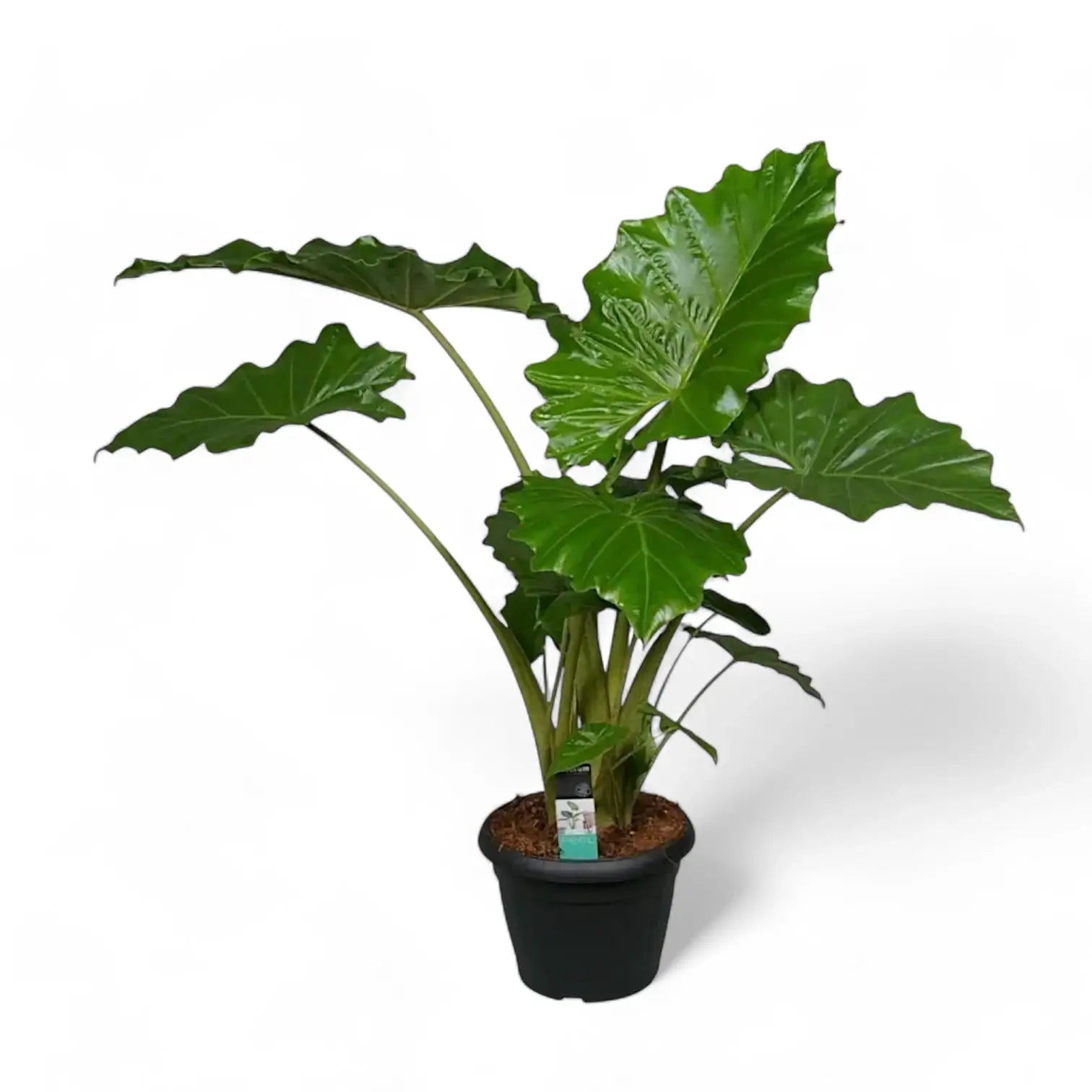 Alocasia 'Thunder Waves' ('Portodora') potted plant in nursery pot on white background.