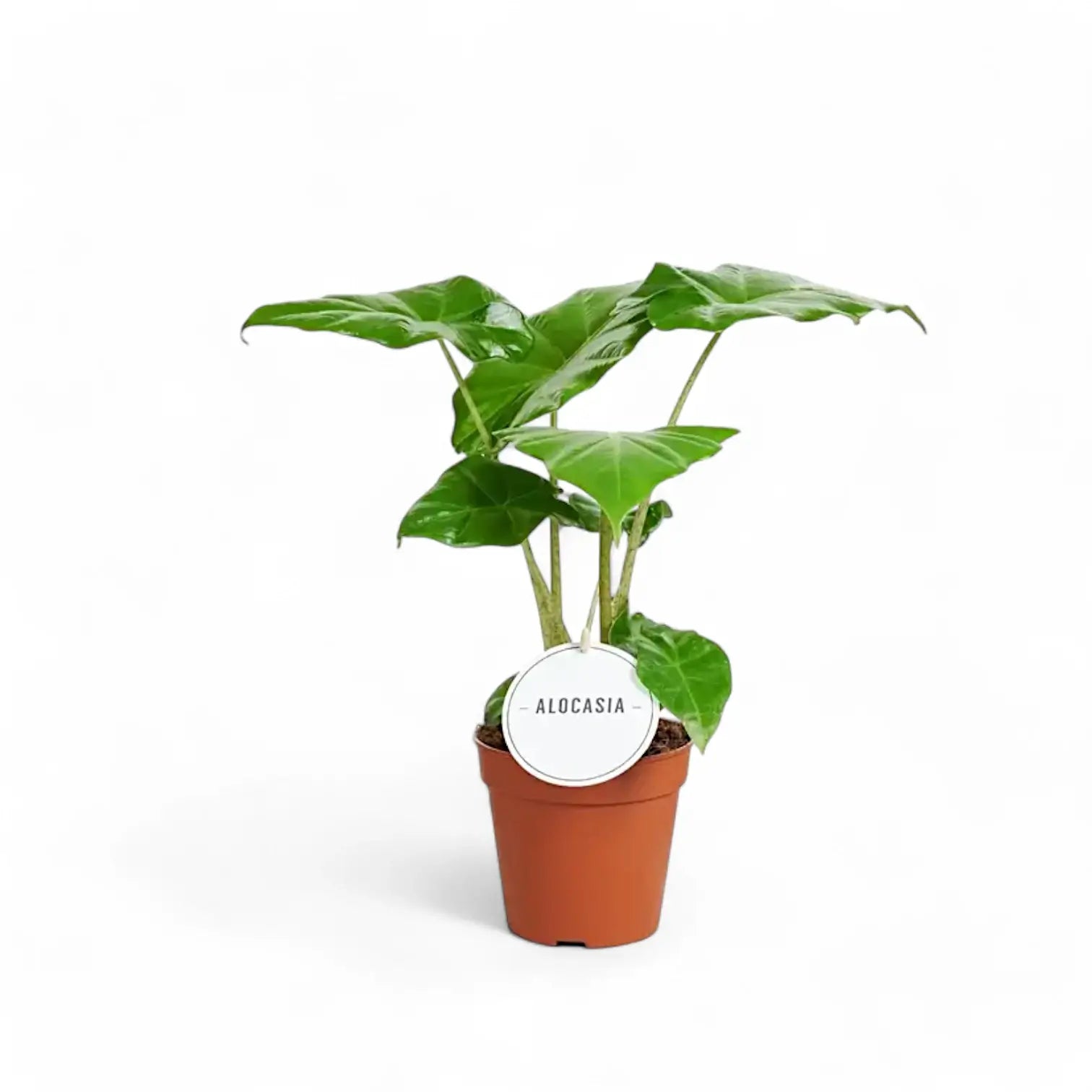 Alocasia 'Thunder Waves' ('Portodora') potted plant in nursery pot on white background.