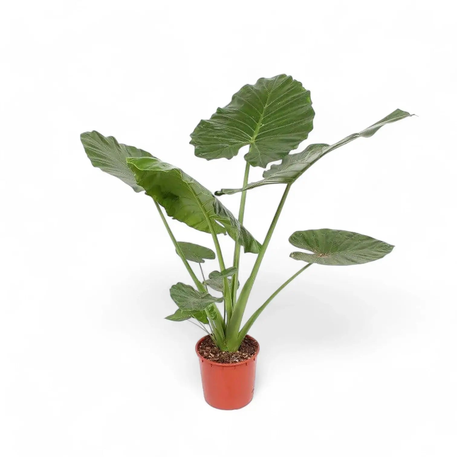 Alocasia 'Thunder Waves' ('Portodora') potted plant in nursery pot on white background.