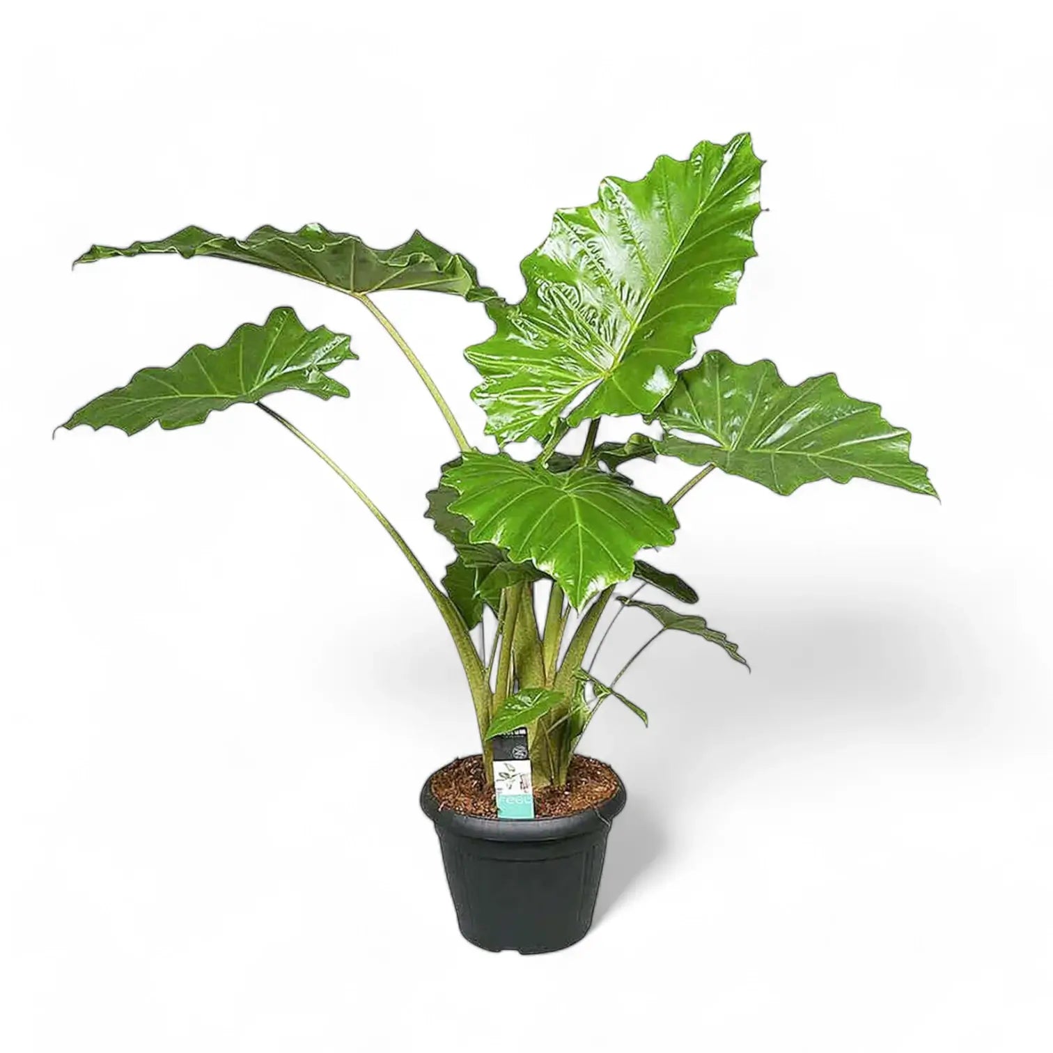 Alocasia 'Thunder Waves' ('Portodora') potted plant in nursery pot on white background.
