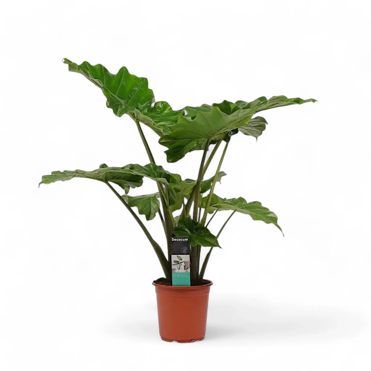 Alocasia 'Thunder Waves' ('Portodora') potted plant in nursery pot on white background.