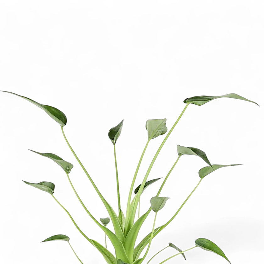 Alocasia 'Tiny Dancers' leaf detail on white background.