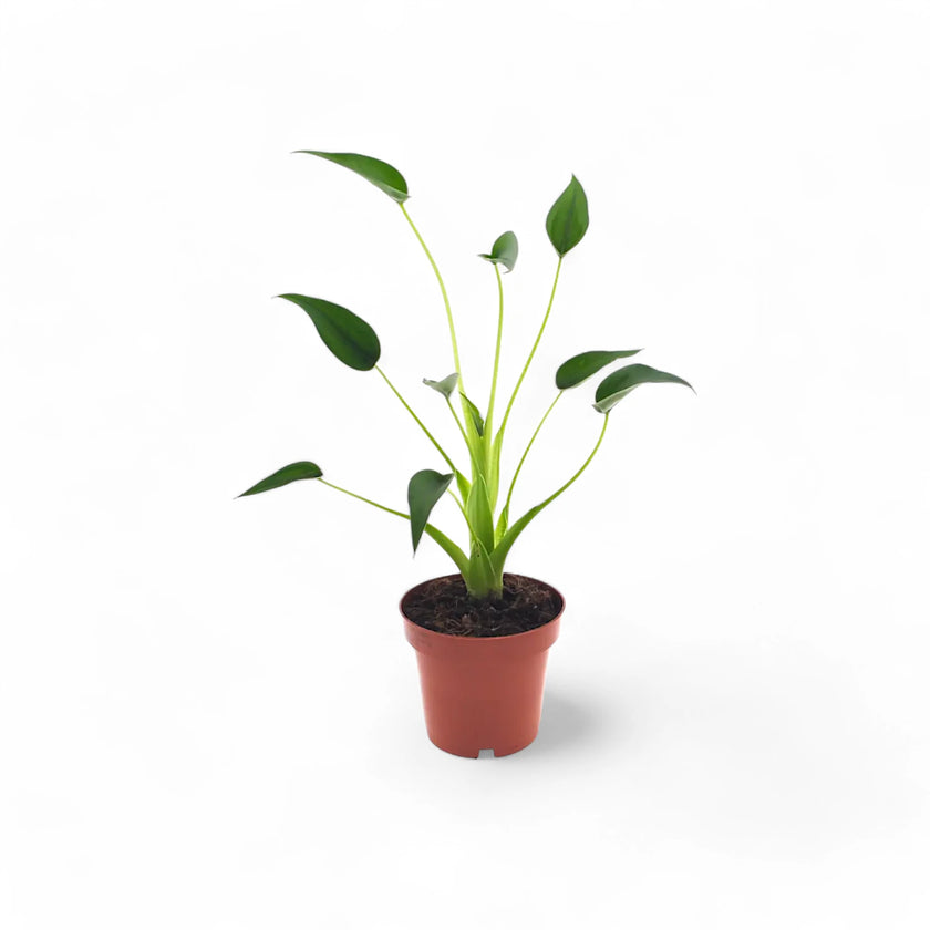 Alocasia 'Tiny Dancers' potted plant in nursery pot on white background.