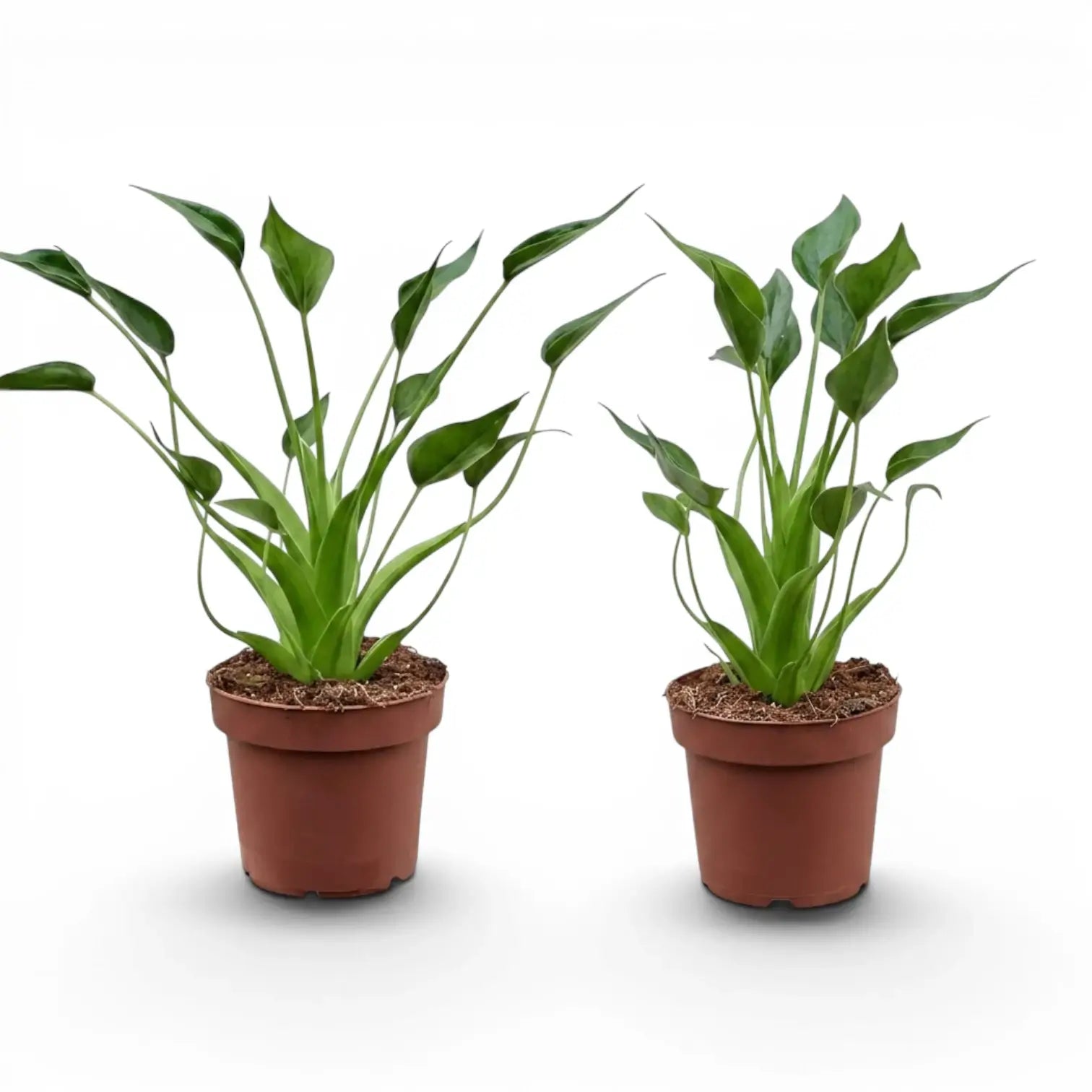 Alocasia Tiny Dancers plant in a nursery pot on white background