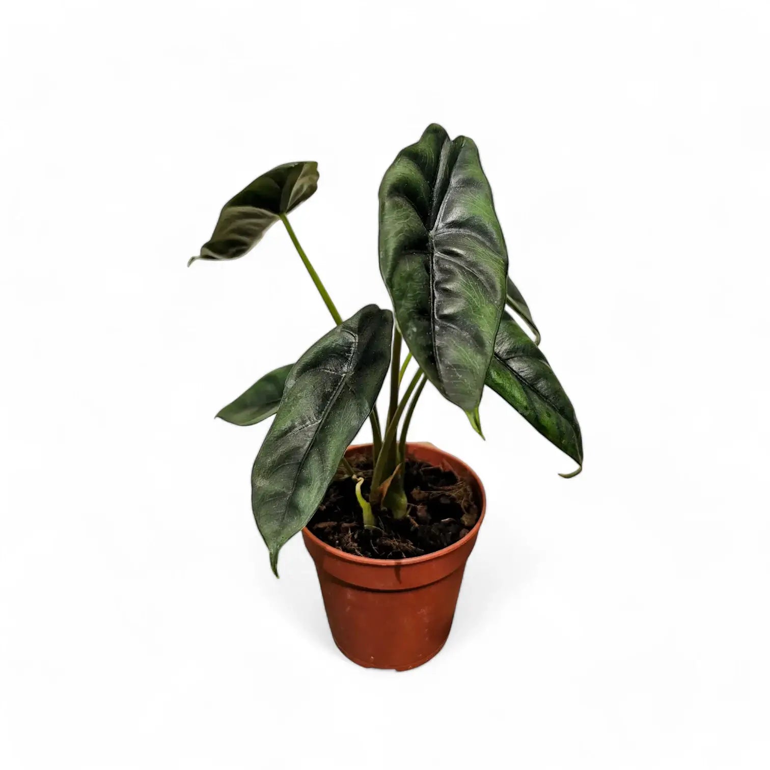 Alocasia venusta potted plant in nursery pot on white background.