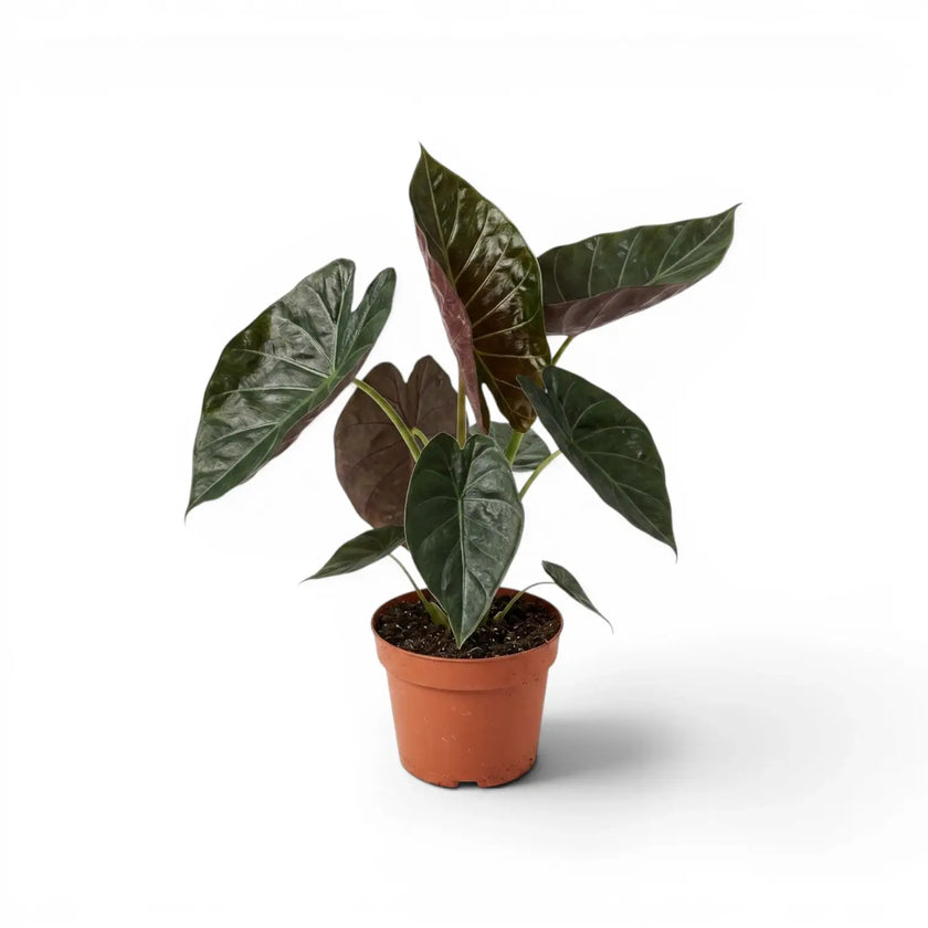 Alocasia wentii im Topf mit großen, sehr dunkelgrünen Blättern und burgunderroten Unterseiten vor weißem Hintergrund