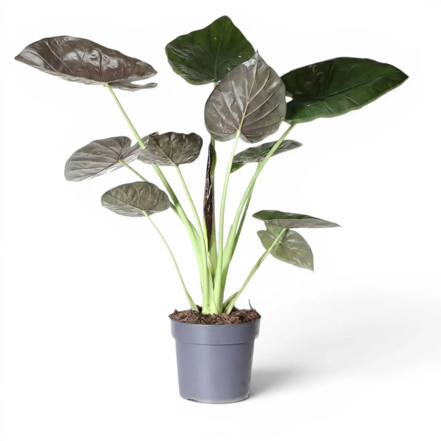 Alocasia wentii im Topf mit großen, sehr dunkelgrünen Blättern und burgunderroten Unterseiten vor weißem Hintergrund