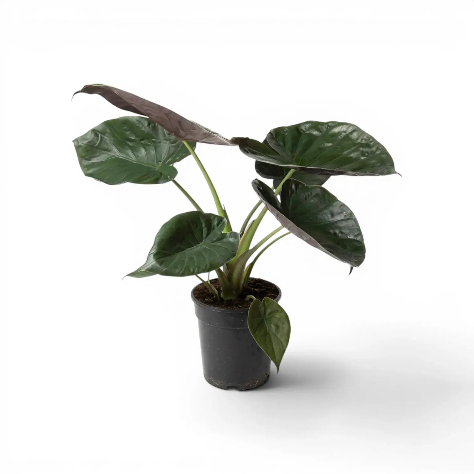 Alocasia wentii mit großen, sehr dunkelgrünen Blättern und burgunderroten Unterseiten im Anzuchttopf vor weißem Hintergrund