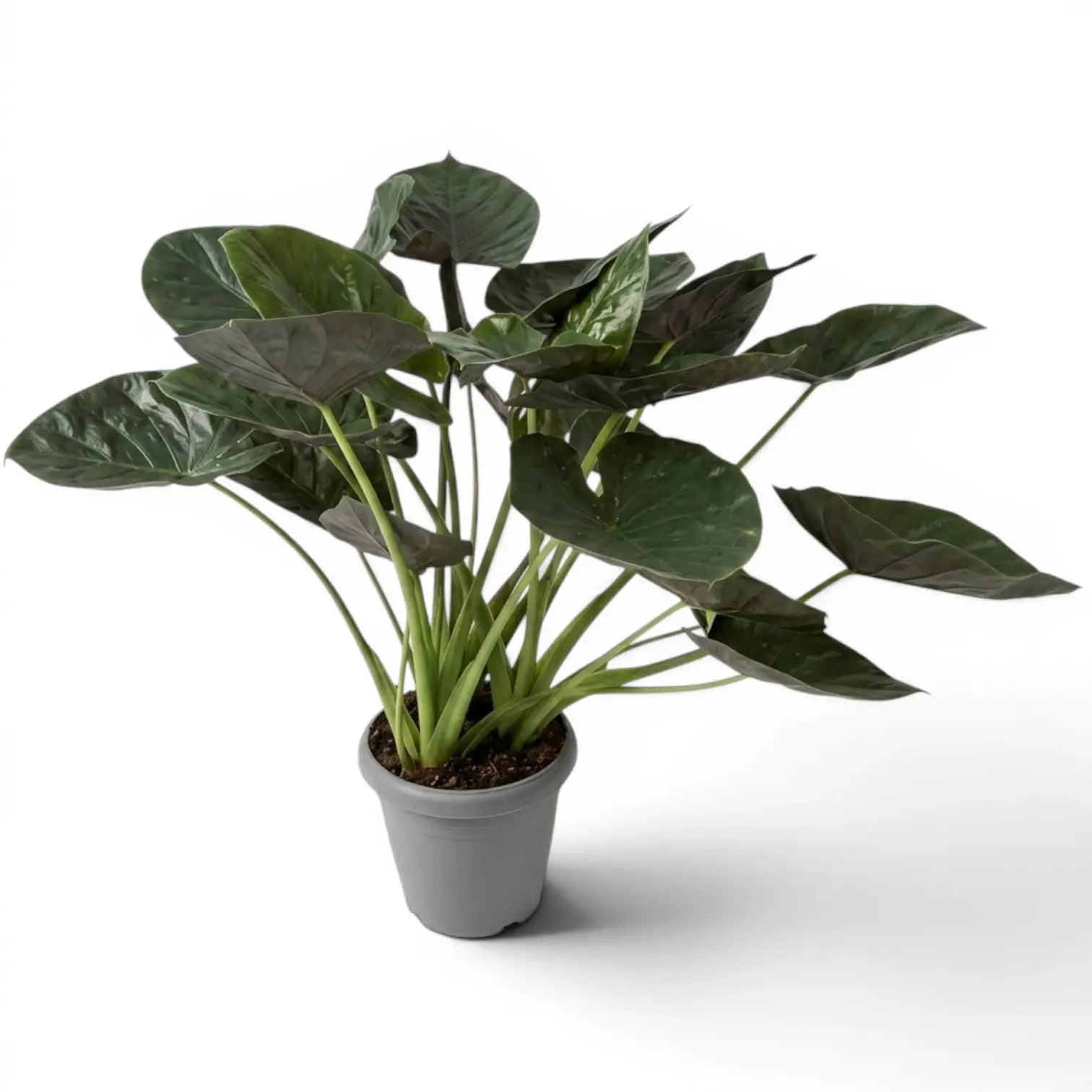 Alocasia wentii mit großen, sehr dunkelgrünen Blättern und burgunderroten Unterseiten im Anzuchttopf vor weißem Hintergrund