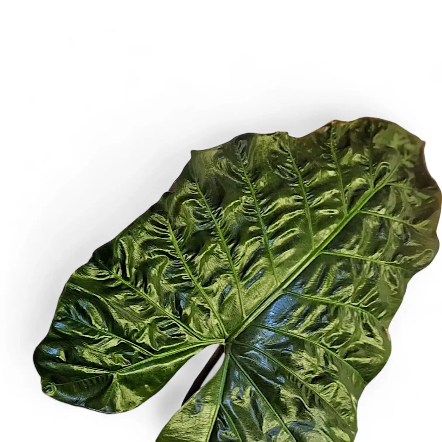 Alocasia 'Yucatan princess' leaf detail on white background.