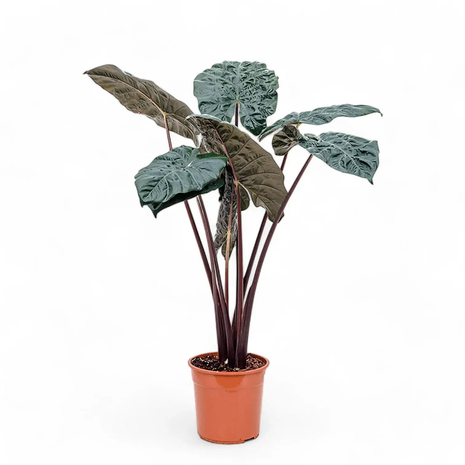Alocasia 'Yucatan princess' potted plant in nursery pot on white background.