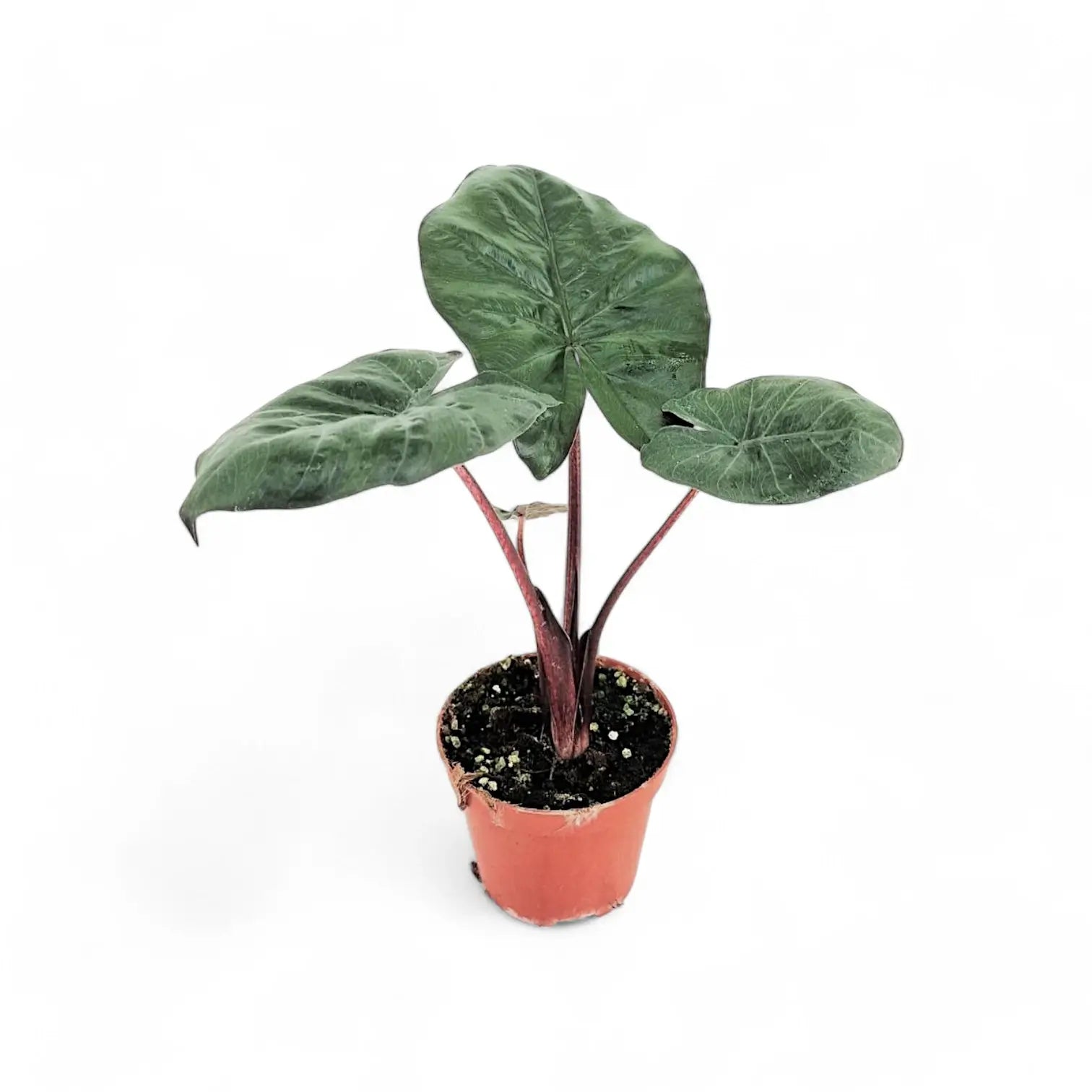 Alocasia 'Yucatan princess' potted plant in nursery pot on white background.