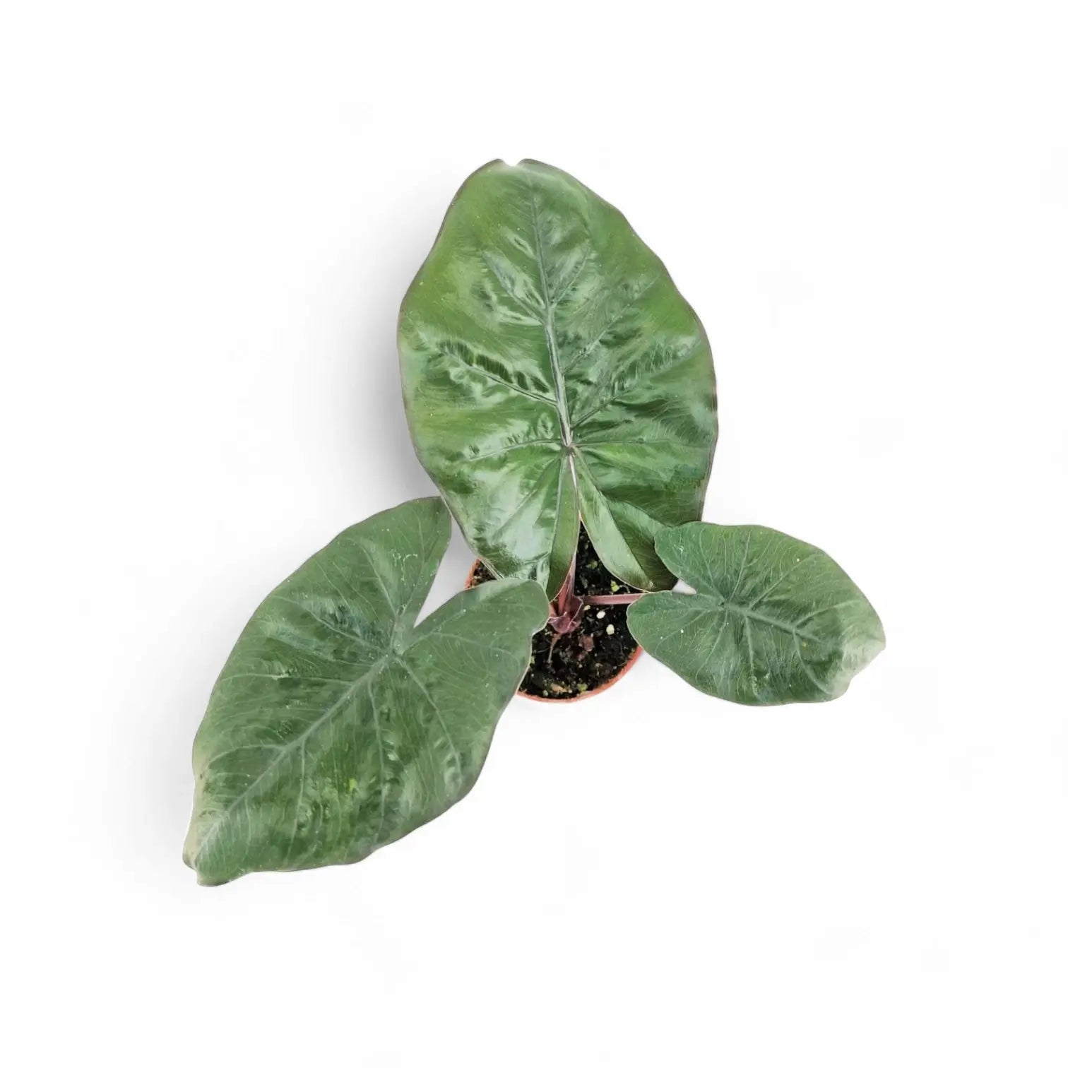 Alocasia 'Yucatan princess' potted plant in nursery pot on white background.