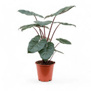 Alocasia 'Yucatan princess' potted plant in nursery pot on white background.