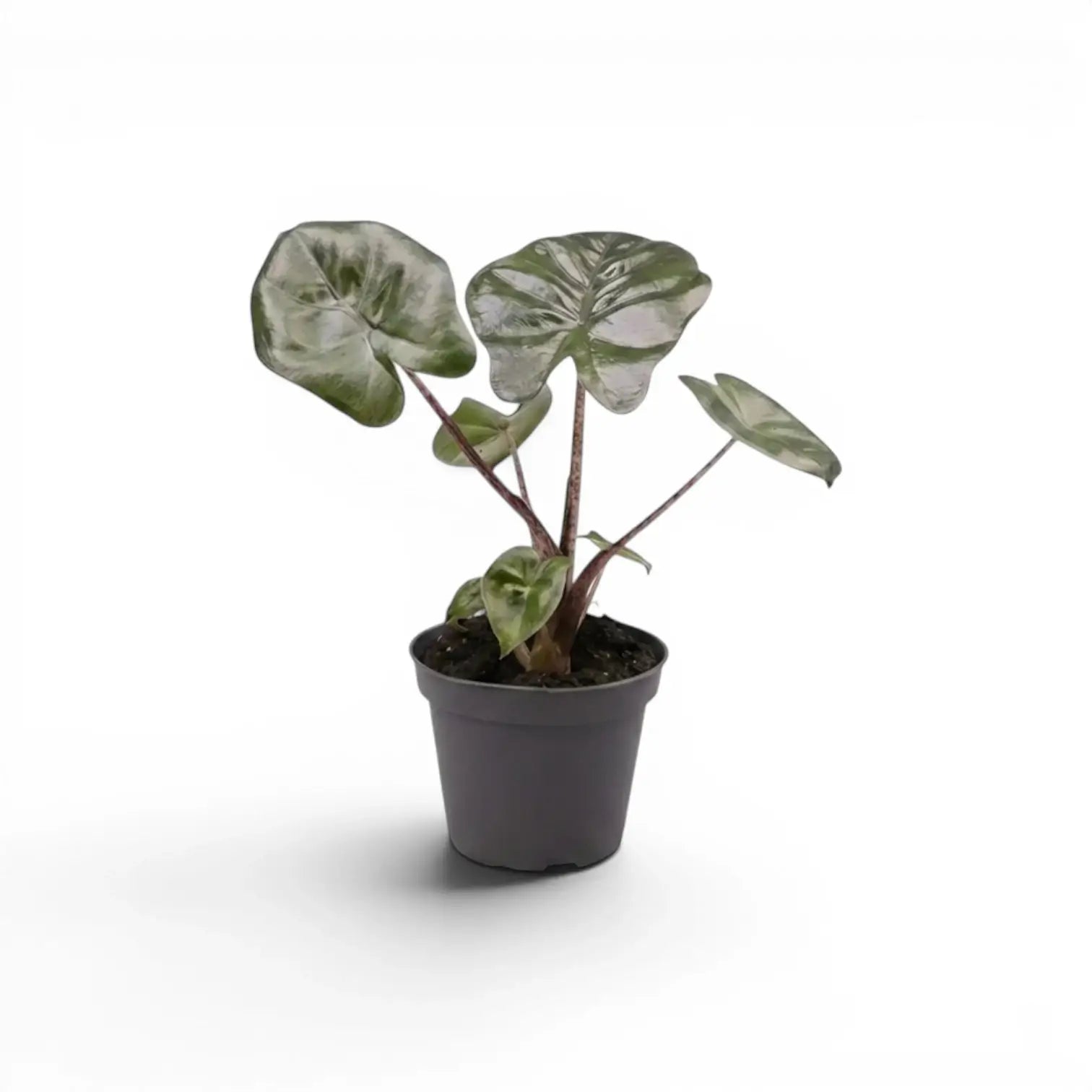 Kleine Jungpflanze von Alocasia Yucatan Princess im Anzuchttopf vor weißem Hintergrund