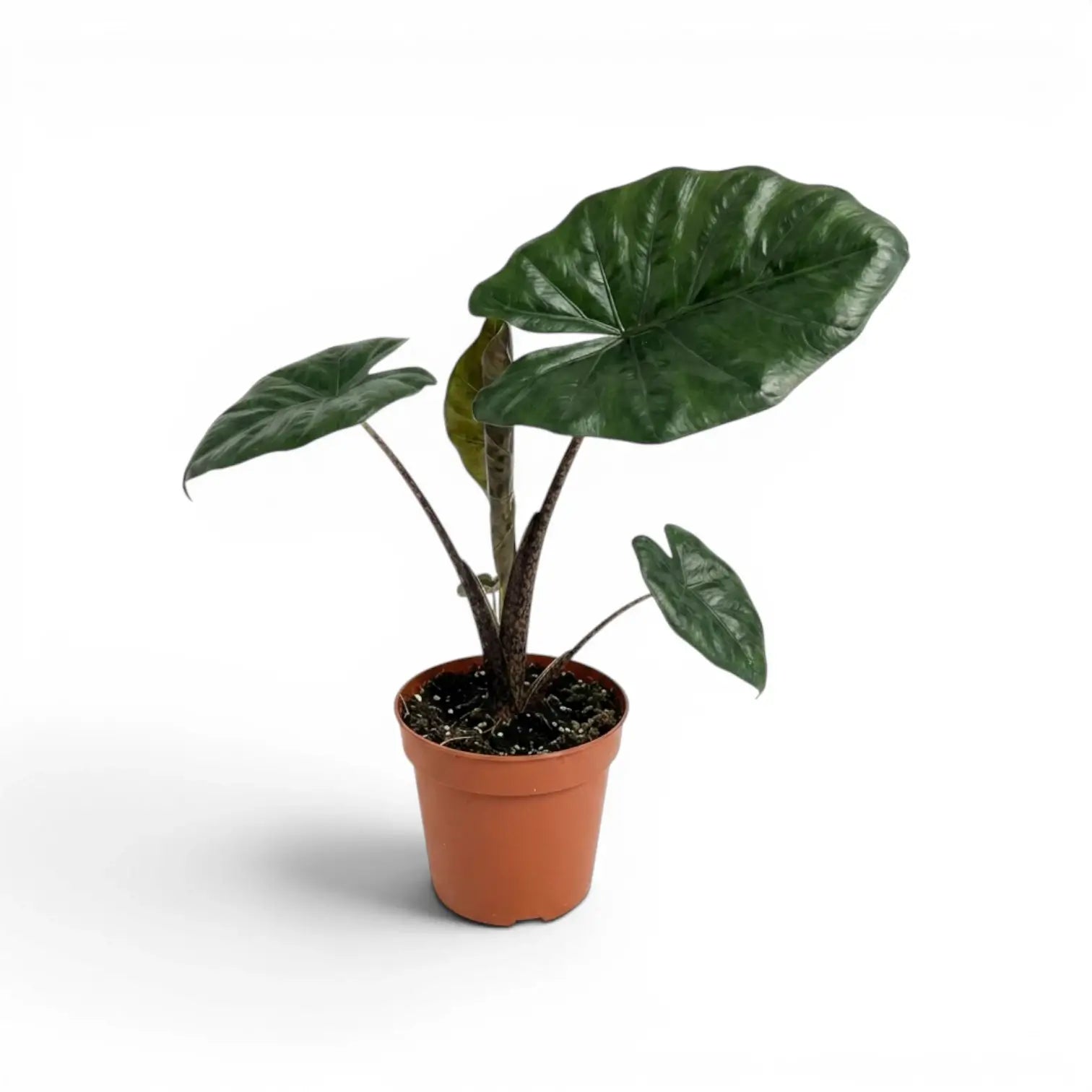 Mittelgroße Alocasia Yucatan Princess im Anzuchttopf vor weißem Hintergrund