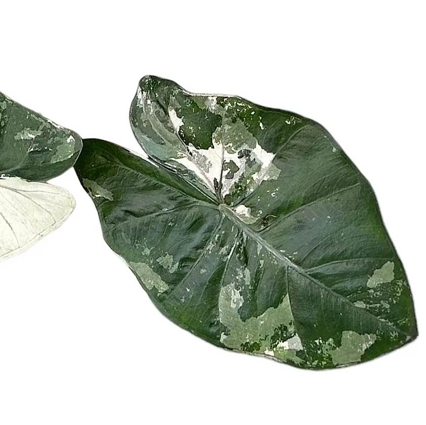 Alocasia 'Yucatan princess' variegata leaf detail on white background.