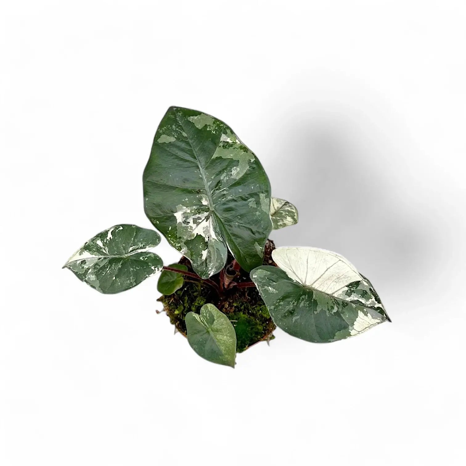 Alocasia 'Yucatan princess' variegata potted plant in nursery pot on white background.