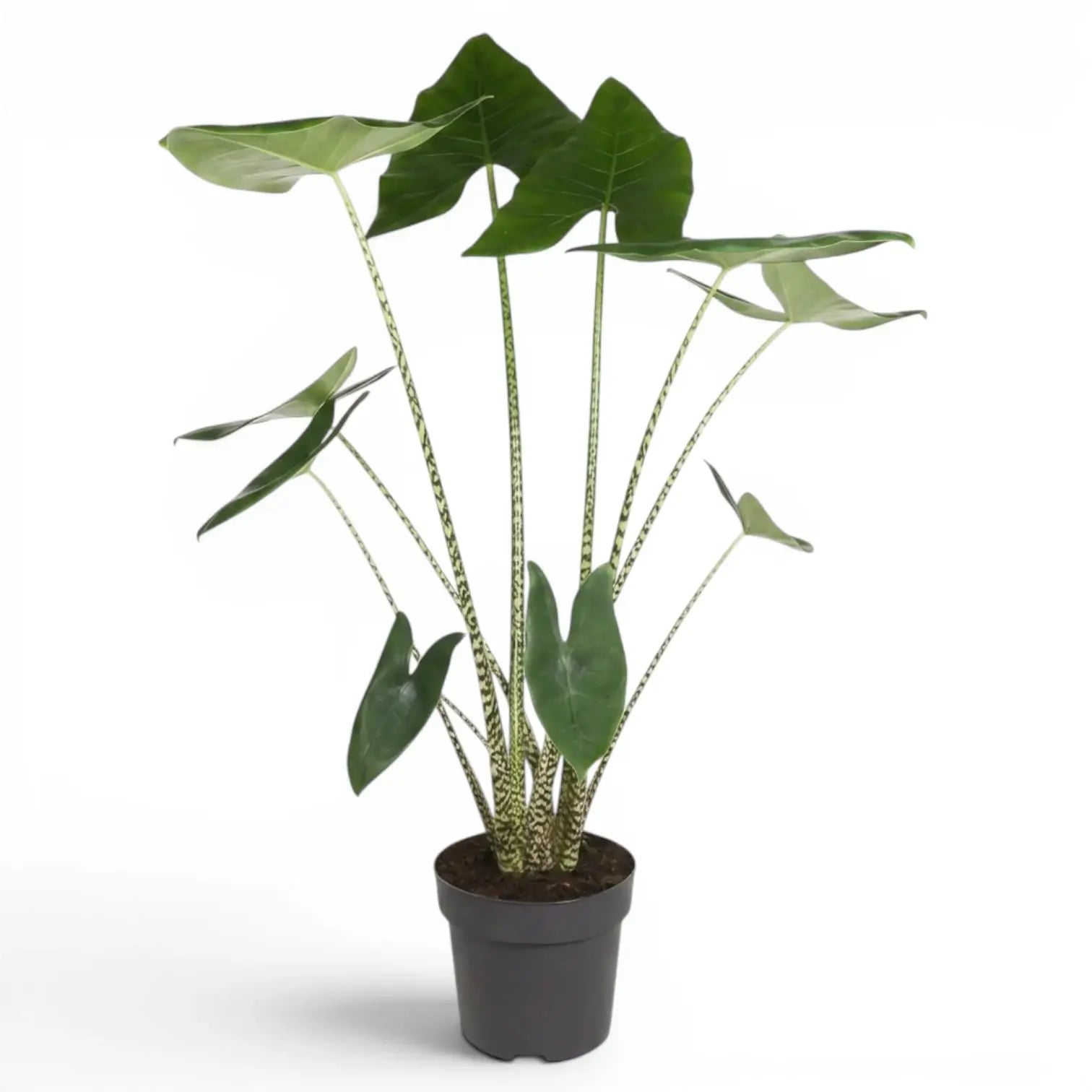 Potted Alocasia zebrina large-sized plant with green leaves and striped petioles on a white background