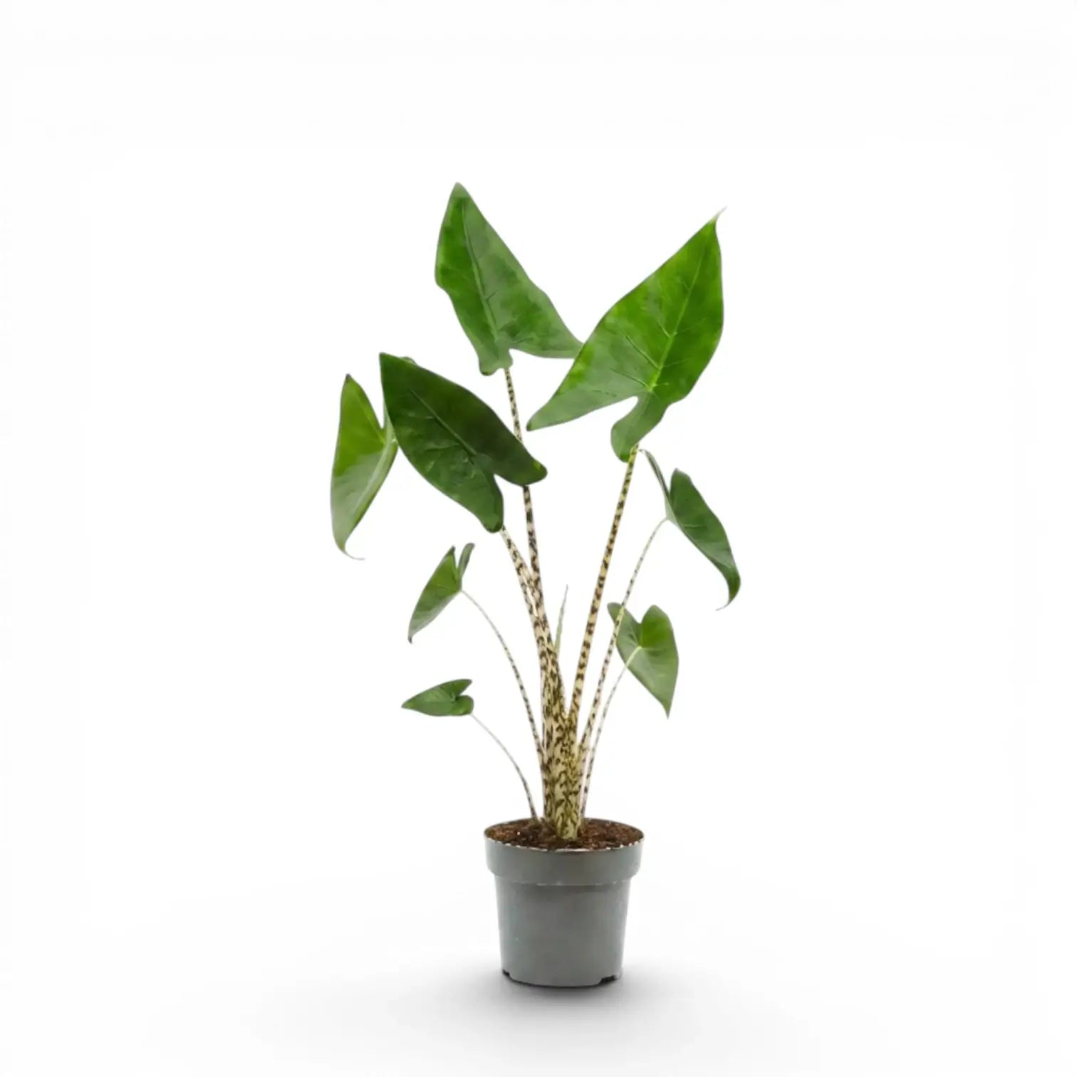 Potted Alocasia zebrina medium-sized plant with green leaves and striped petioles on a white background