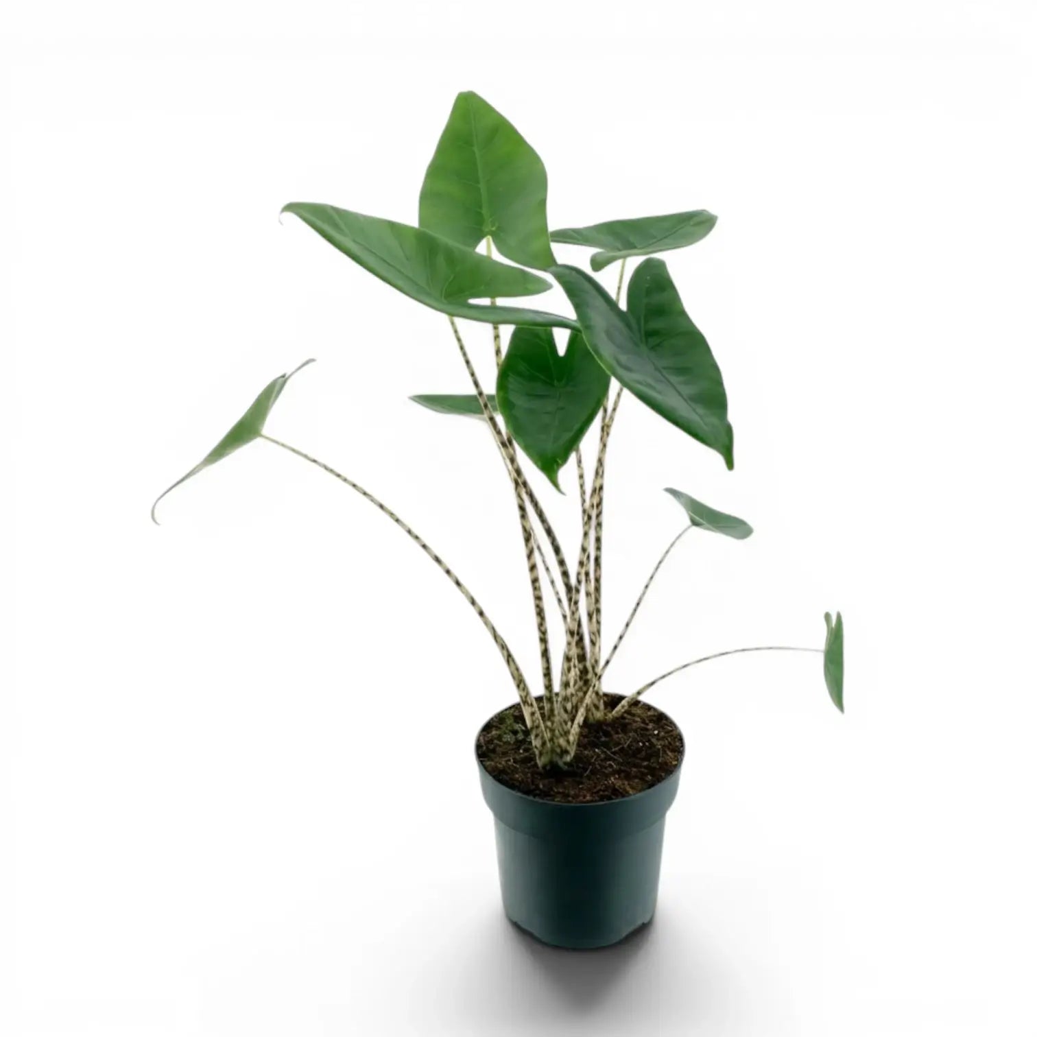 Potted Alocasia zebrina medium-sized plant with green leaves and striped petioles on a white background