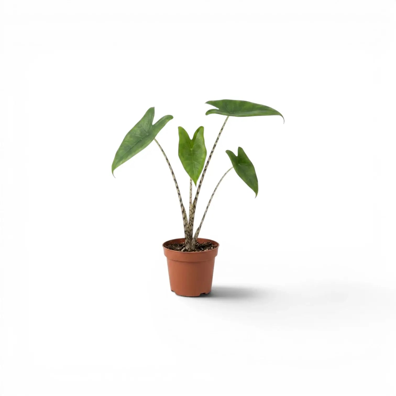 Small potted Alocasia zebrina baby plant with green leaves and striped petioles on a white background