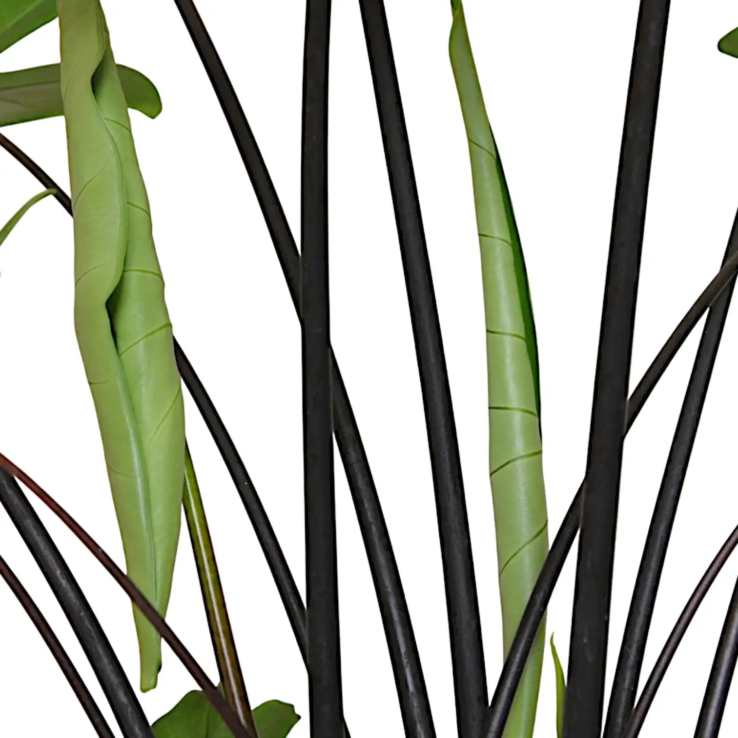 Alocasia zebrina 'Black stem' close-up of leaf on white background.