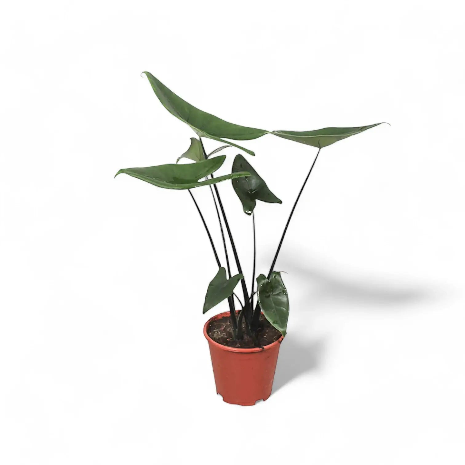 Alocasia zebrina 'Black stem' potted plant in nursery pot on white background.