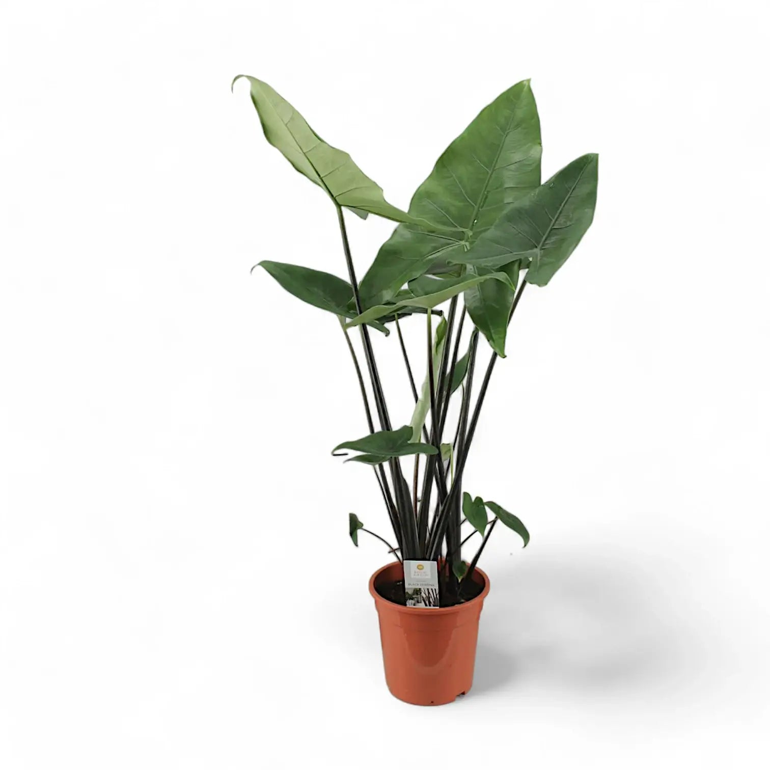 Alocasia zebrina 'Black stem' potted plant in nursery pot on white background.