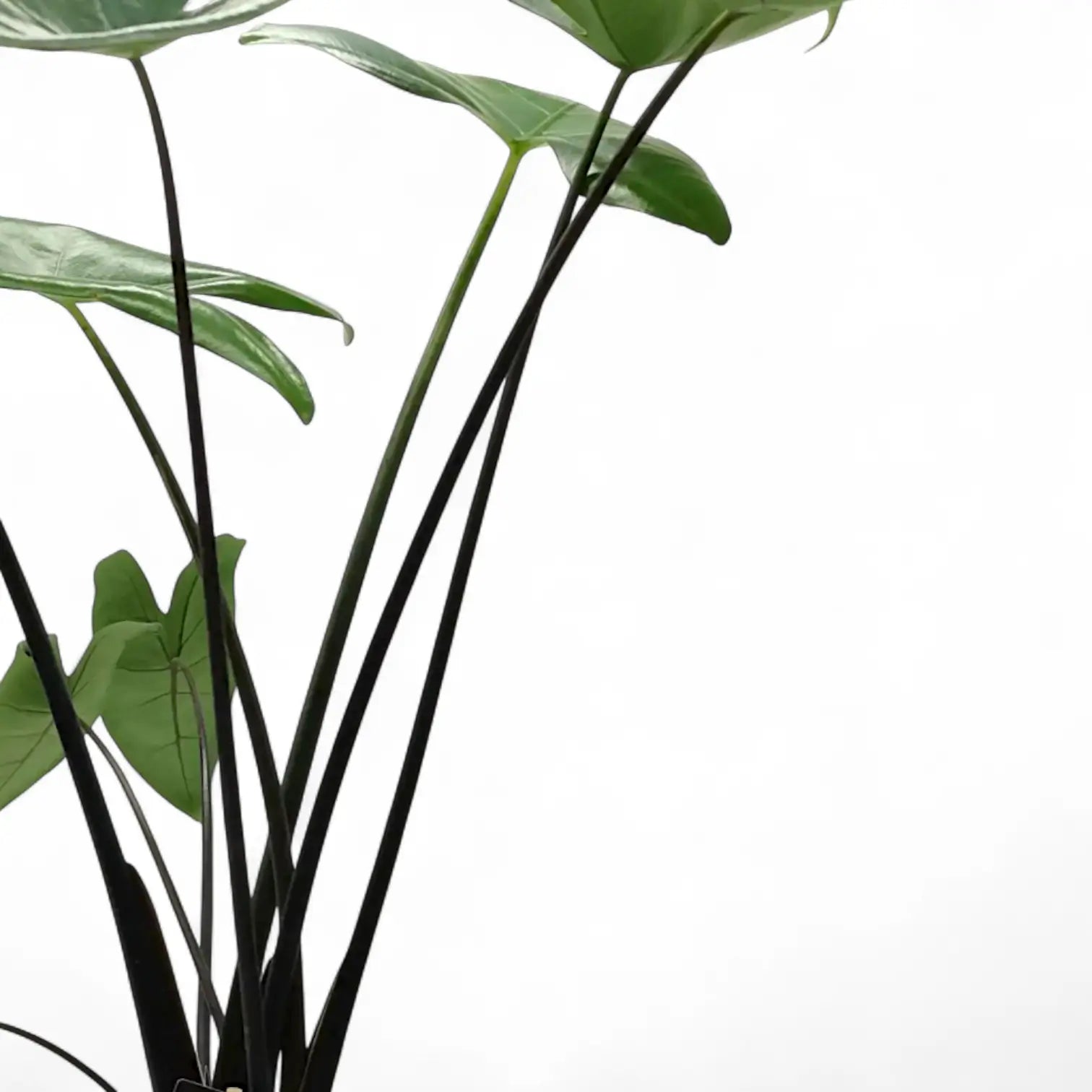 Alocasia zebrina 'Black stem' potted plant in nursery pot on white background.