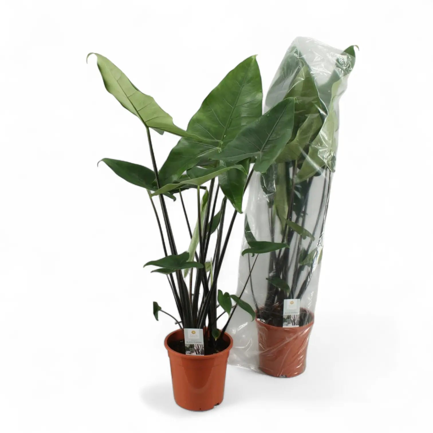 Alocasia zebrina 'Black stem' potted plant in nursery pot on white background.