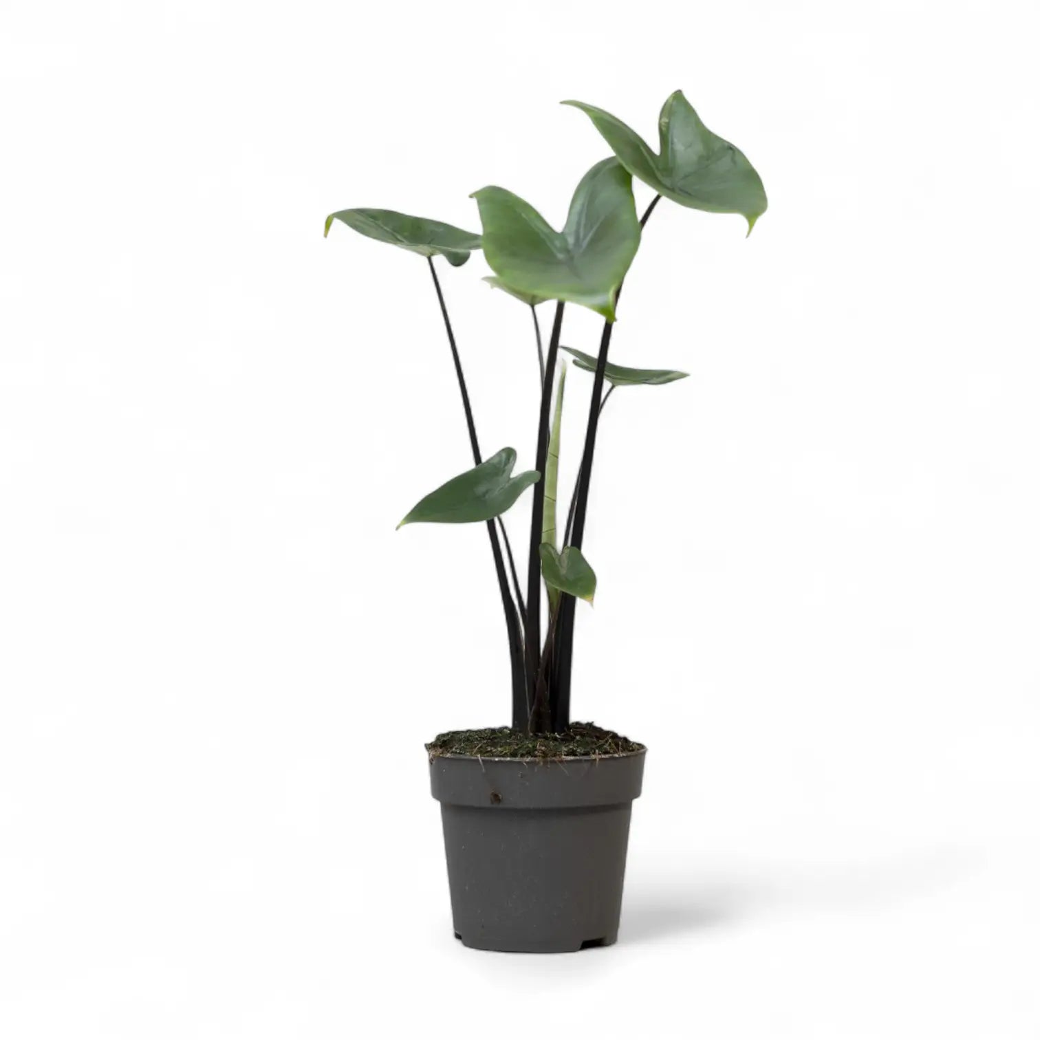 Alocasia zebrina 'Black stem' potted plant in nursery pot on white background.