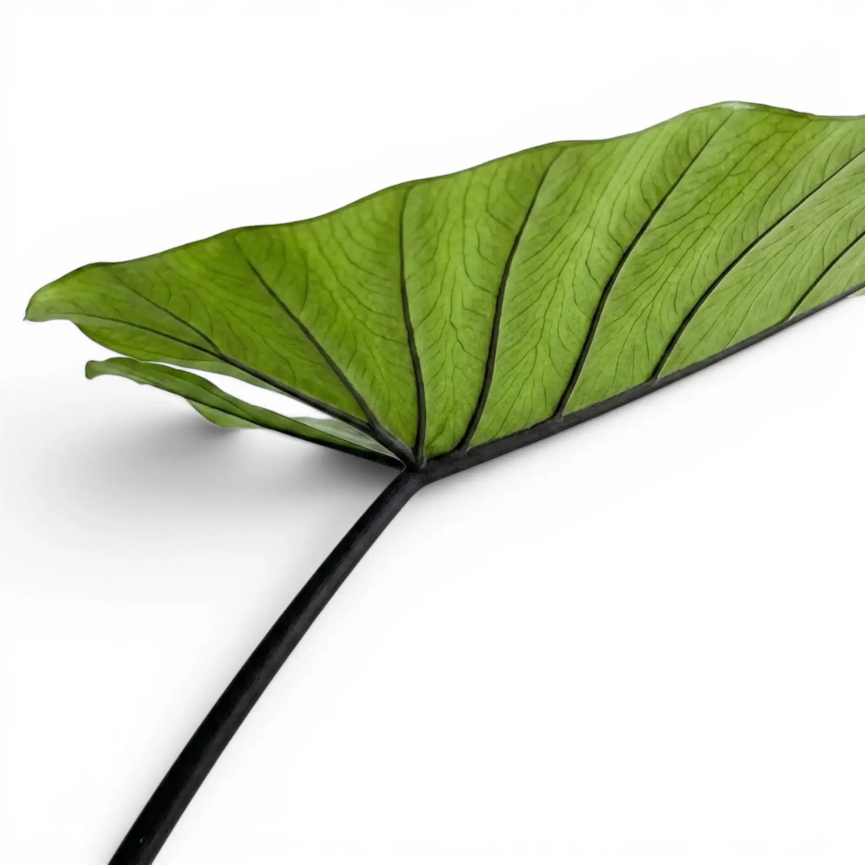 Nahaufnahme schwarzer Blattstiele und pfeilförmiger Blätter von Alocasia zebrina Black Stem vor weißem Hintergrund