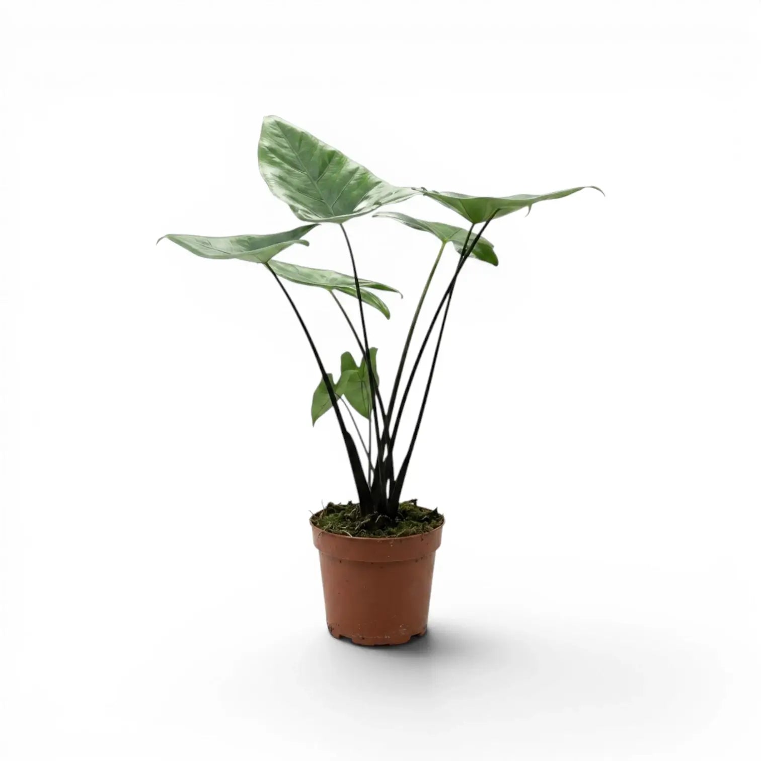 Alocasia zebrina Black Stem im Topf mit schwarzen Blattstielen und pfeilförmigen Blättern vor weißem Hintergrund