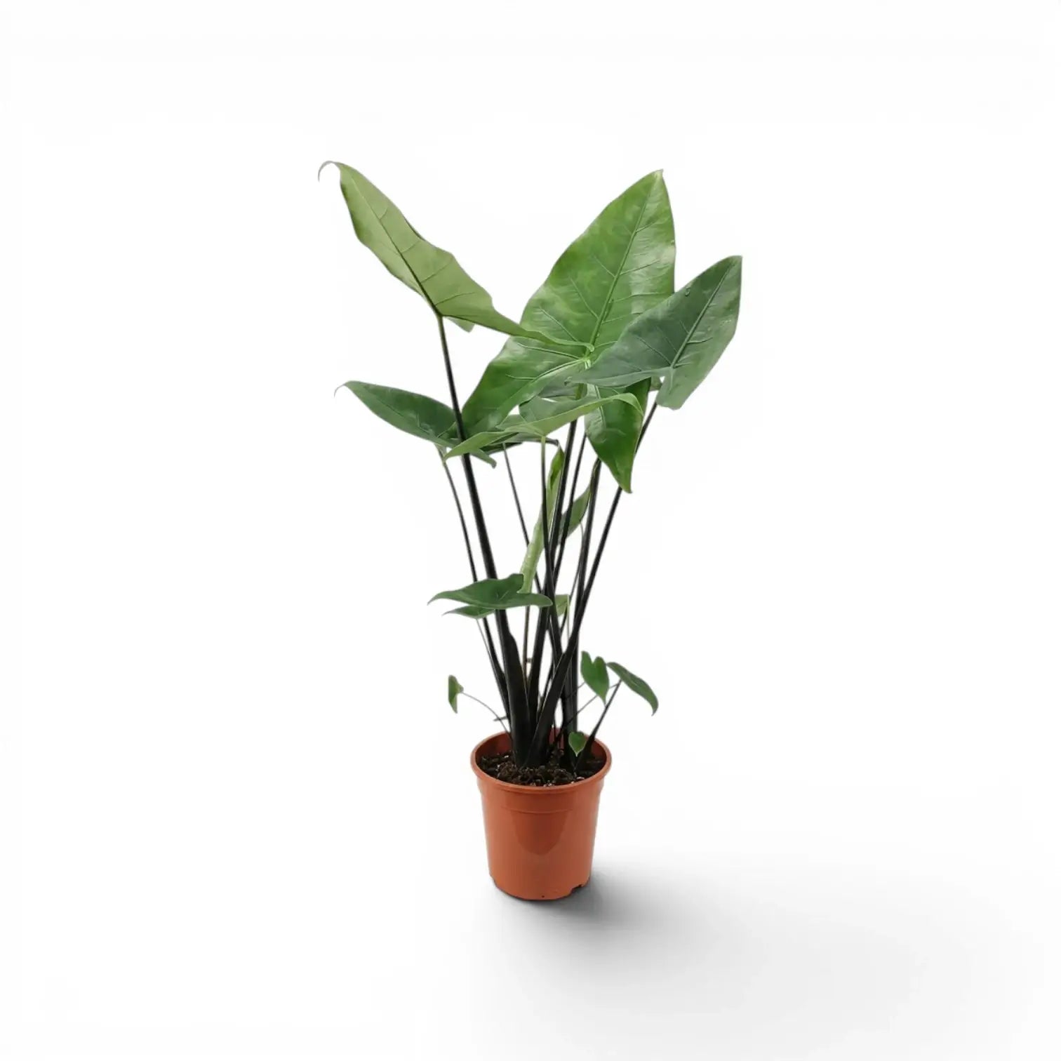 Alocasia zebrina Black Stem im Topf mit schwarzen Blattstielen und pfeilförmigen Blättern vor weißem Hintergrund