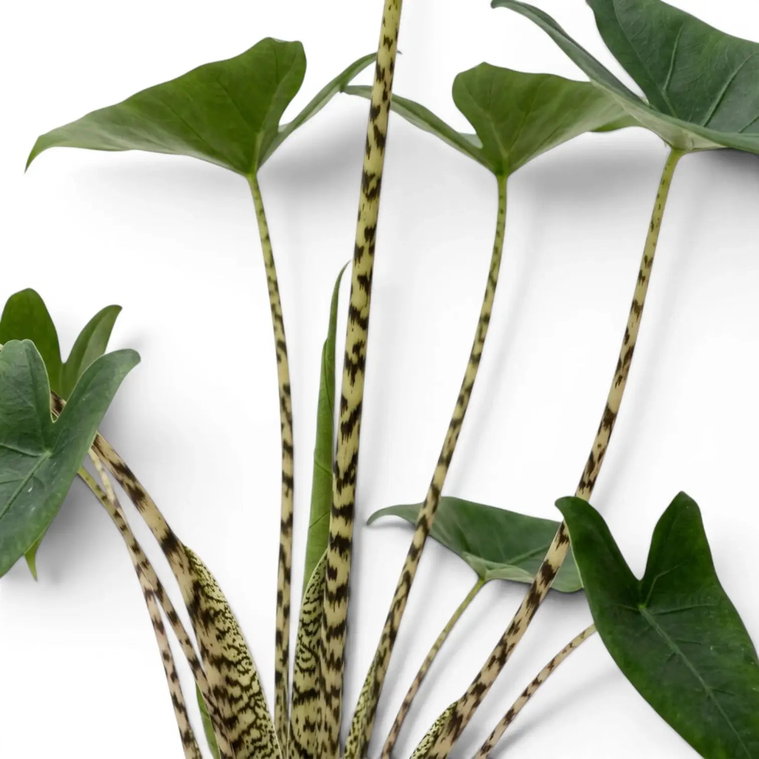 Close-up of green leaves with striped stems of Alocasia zebrina on a white background