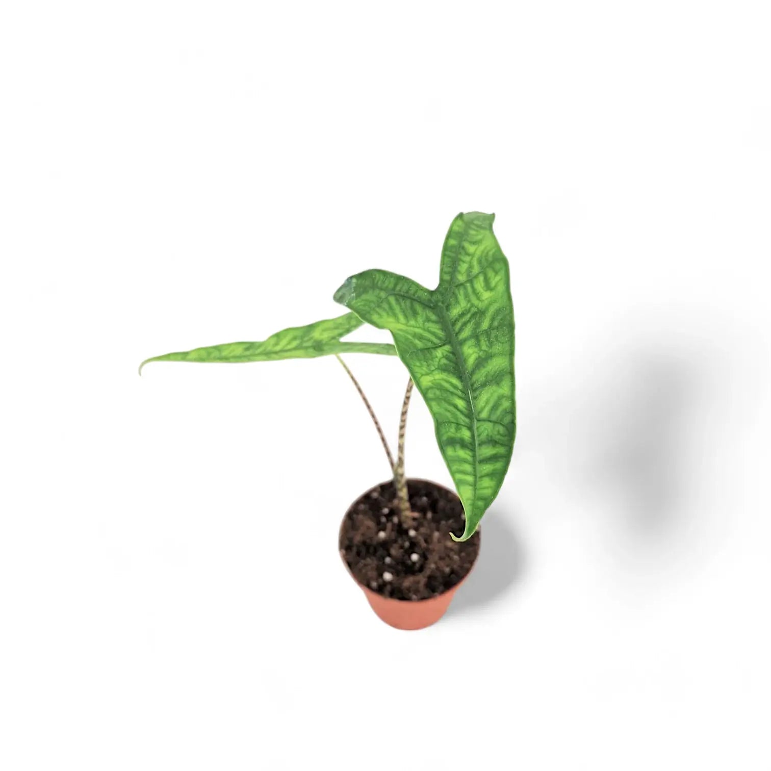 Alocasia zebrina 'Reticulata' – Topfpflanze im Kulturtopf vor weißem Hintergrund, Produktfoto 4.