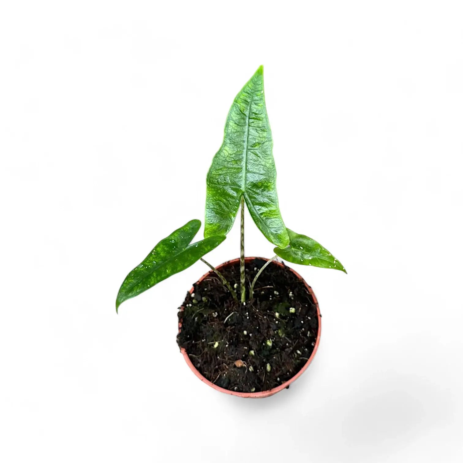 Alocasia zebrina 'Reticulata' – Topfpflanze im Kulturtopf vor weißem Hintergrund, Produktfoto 5.