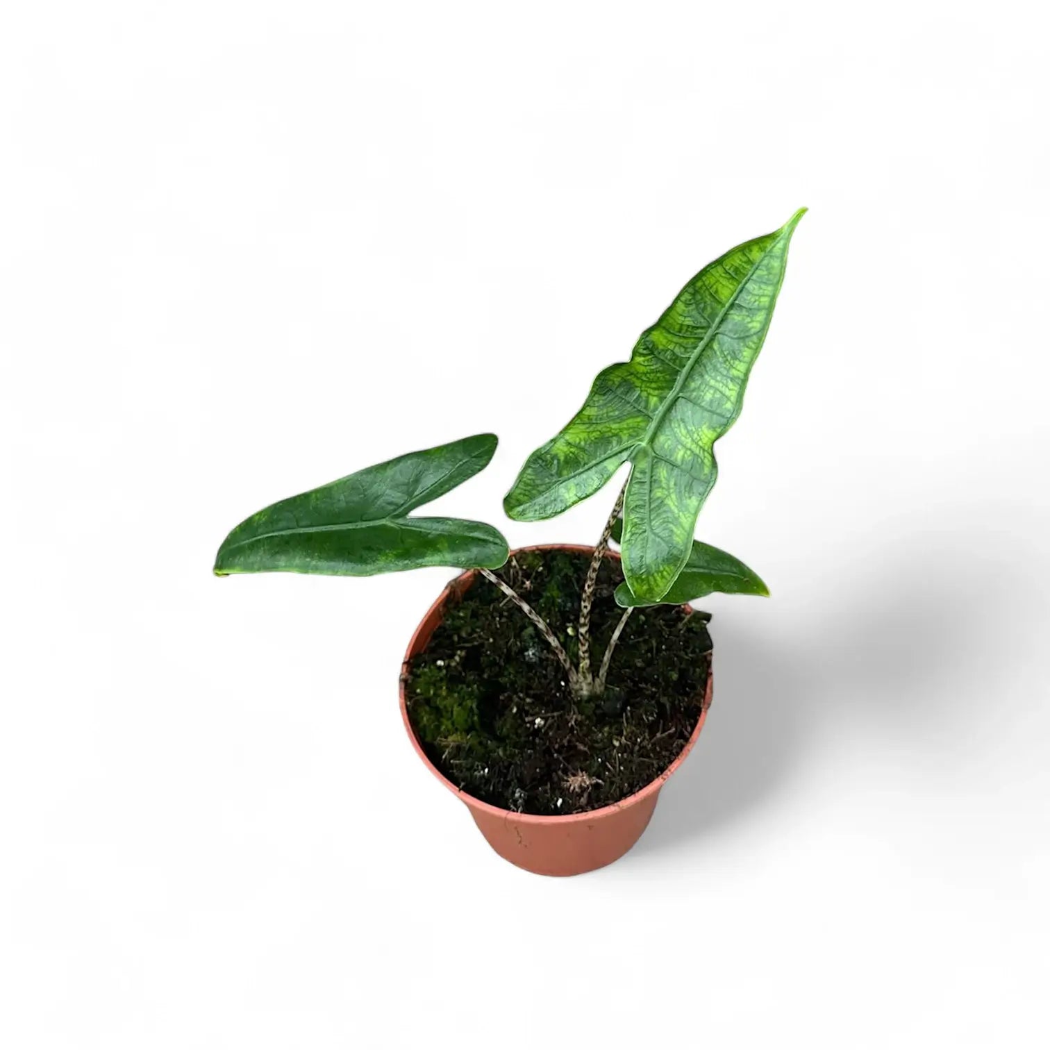 Alocasia zebrina 'Reticulata' – Topfpflanze im Kulturtopf vor weißem Hintergrund, Produktfoto 6.