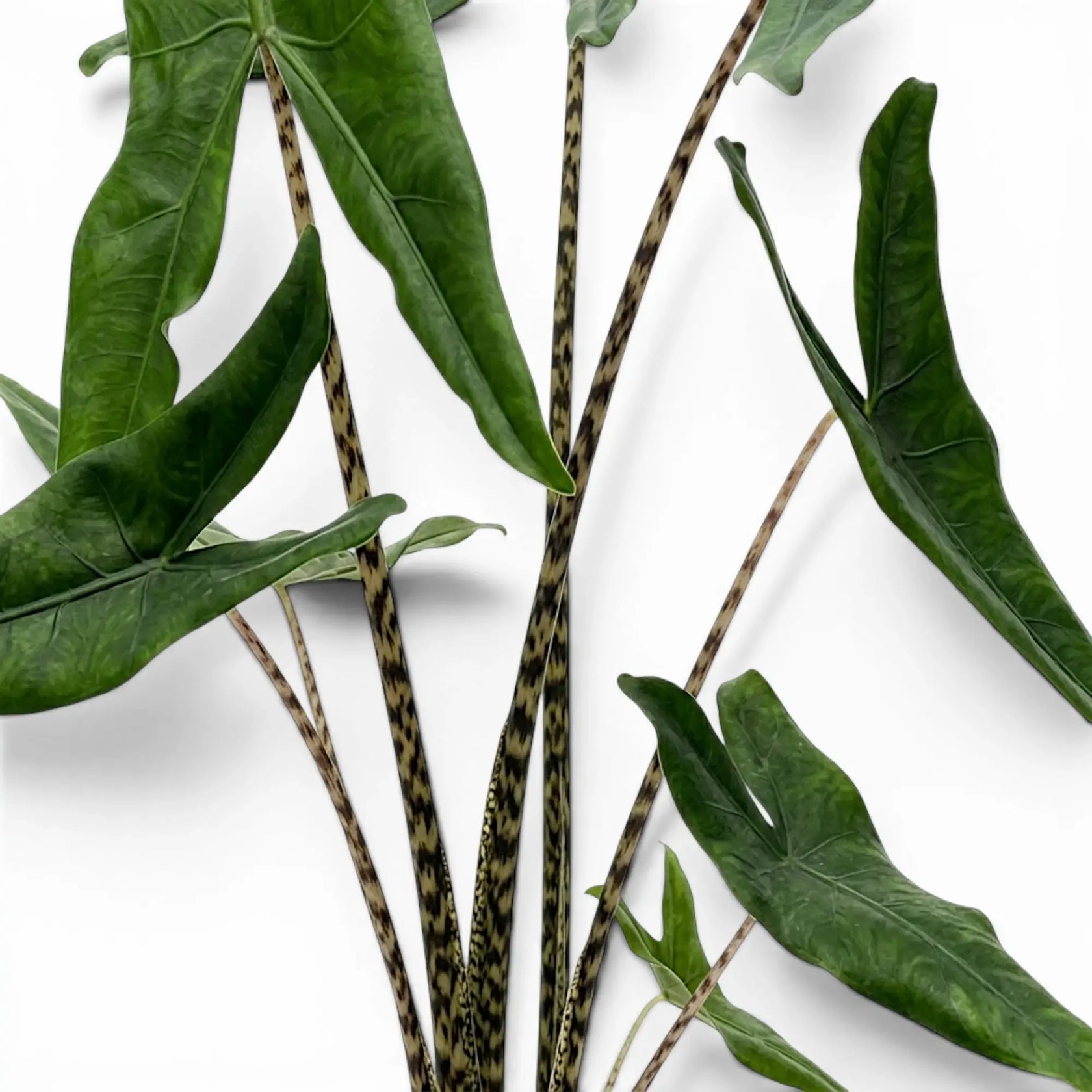 Nahaufnahme gemusterter Blattstiele und dunkelgrüner, pfeilförmiger Blätter von Alocasia zebrina Tigrina Superba vor weißem Hintergrund
