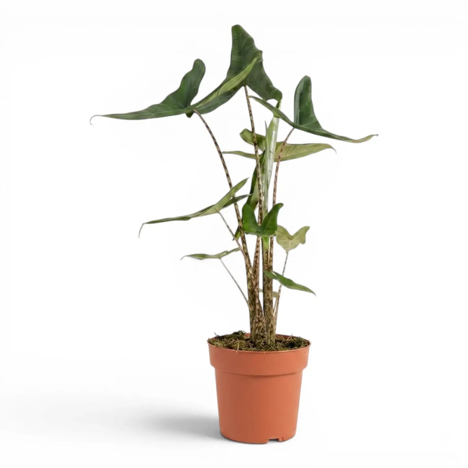 Alocasia zebrina Tigrina Superba mit gemusterten Blattstielen und pfeilförmigen grünen Blättern im Anzuchttopf vor weißem Hintergrund