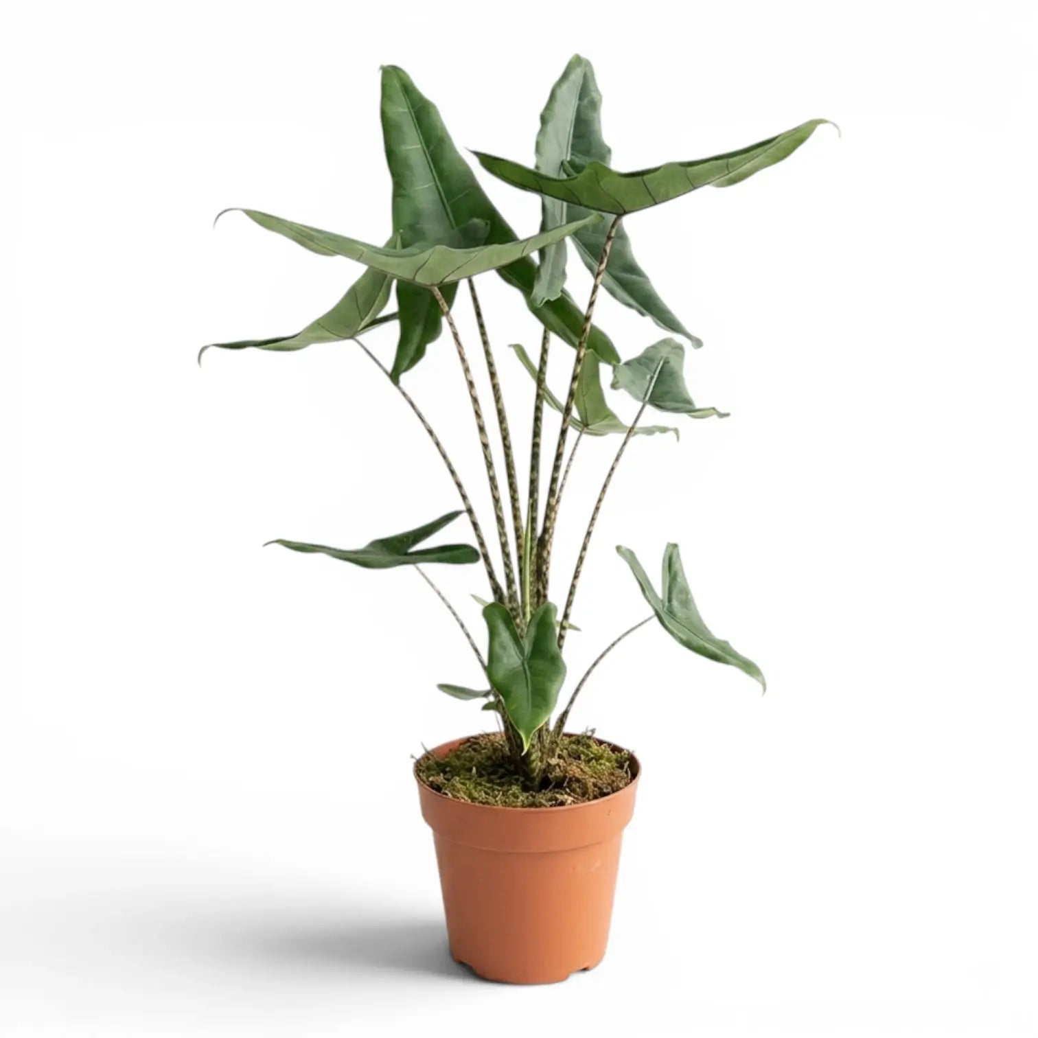 Alocasia zebrina Tigrina Superba mit gemusterten Blattstielen und pfeilförmigen grünen Blättern im Anzuchttopf vor weißem Hintergrund