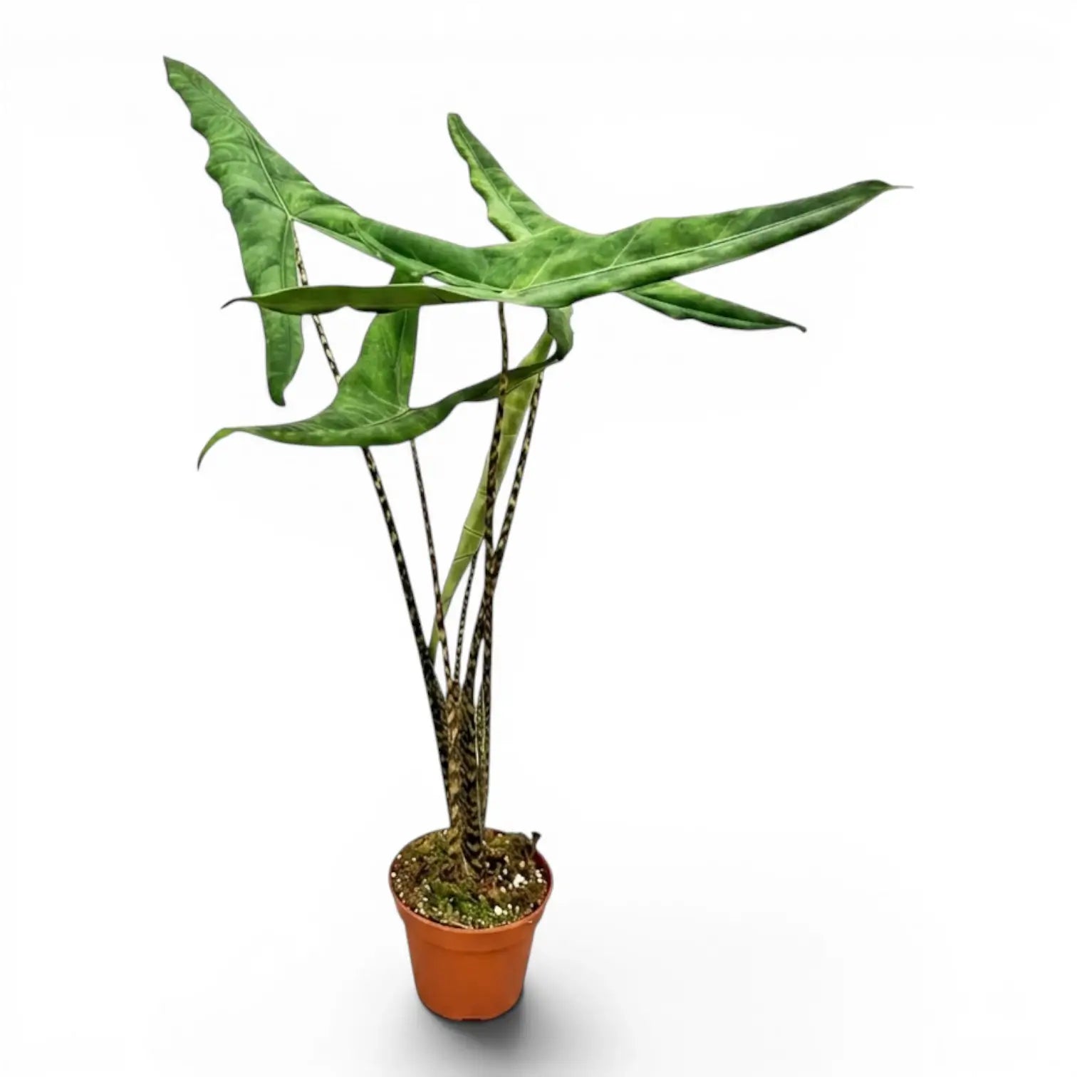 Alocasia zebrina Tigrina Superba mit gemusterten Blattstielen und pfeilförmigen grünen Blättern im Anzuchttopf vor weißem Hintergrund