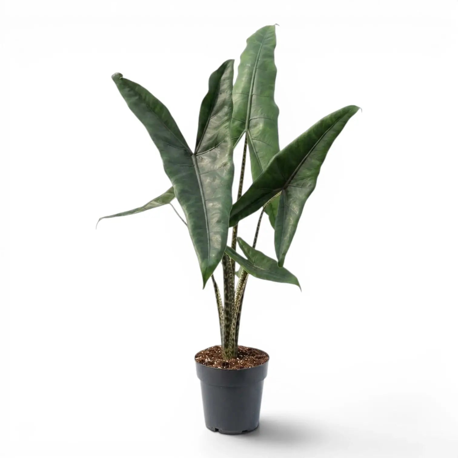 Alocasia zebrina Tigrina Superba mit gemusterten Blattstielen und pfeilförmigen grünen Blättern im Anzuchttopf vor weißem Hintergrund