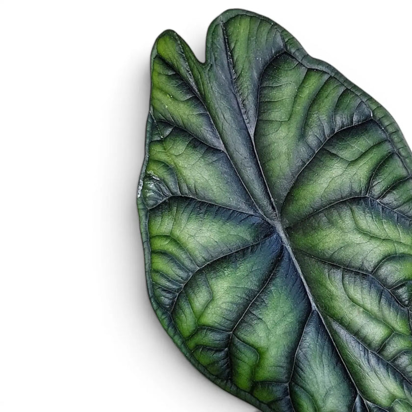 Alocasia baginda Dragon Scale: Close-up of a green bullate leaf with detailed veins on a white background
