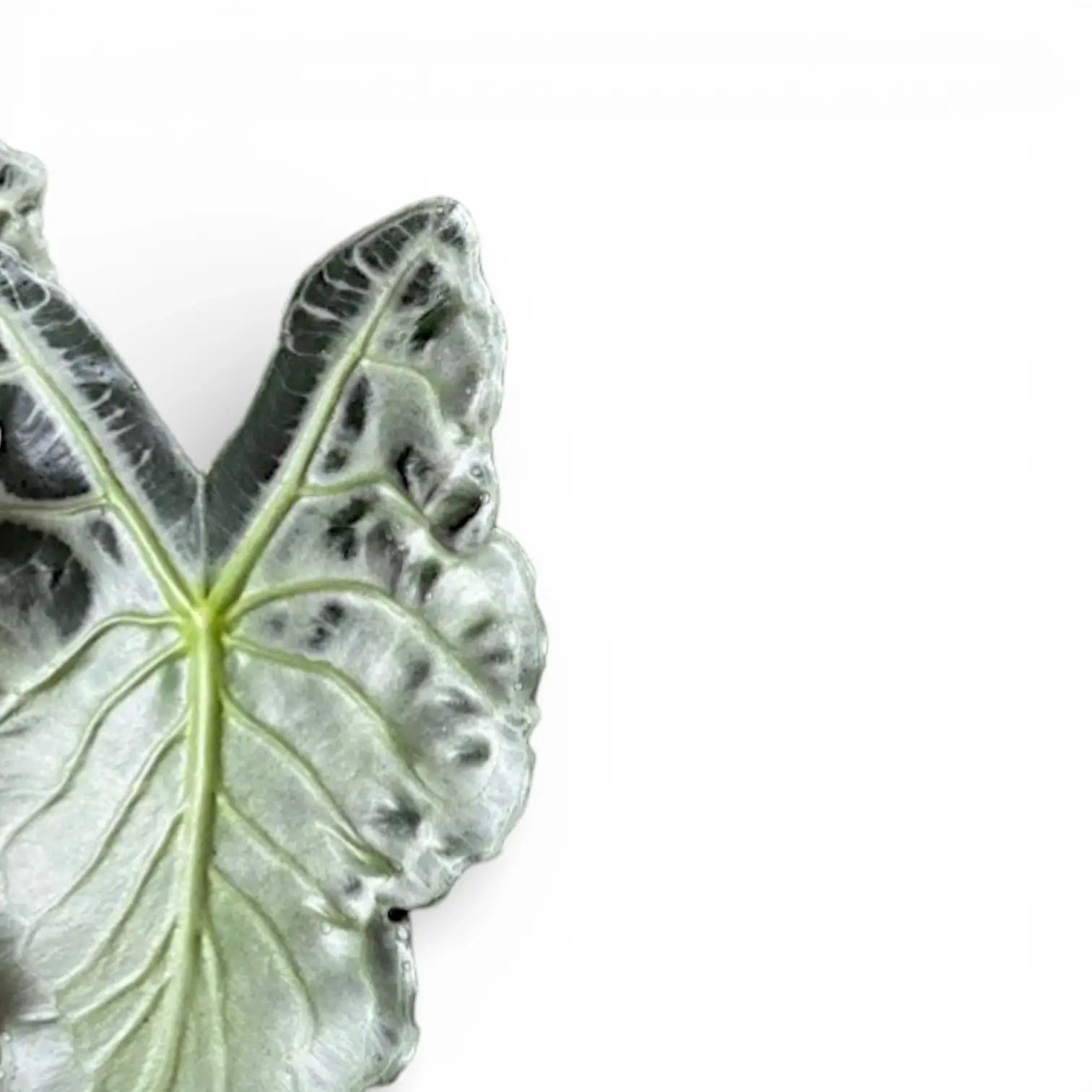 Alocasia 'Venom' | Long Pointed Leaves – Foliage Factory