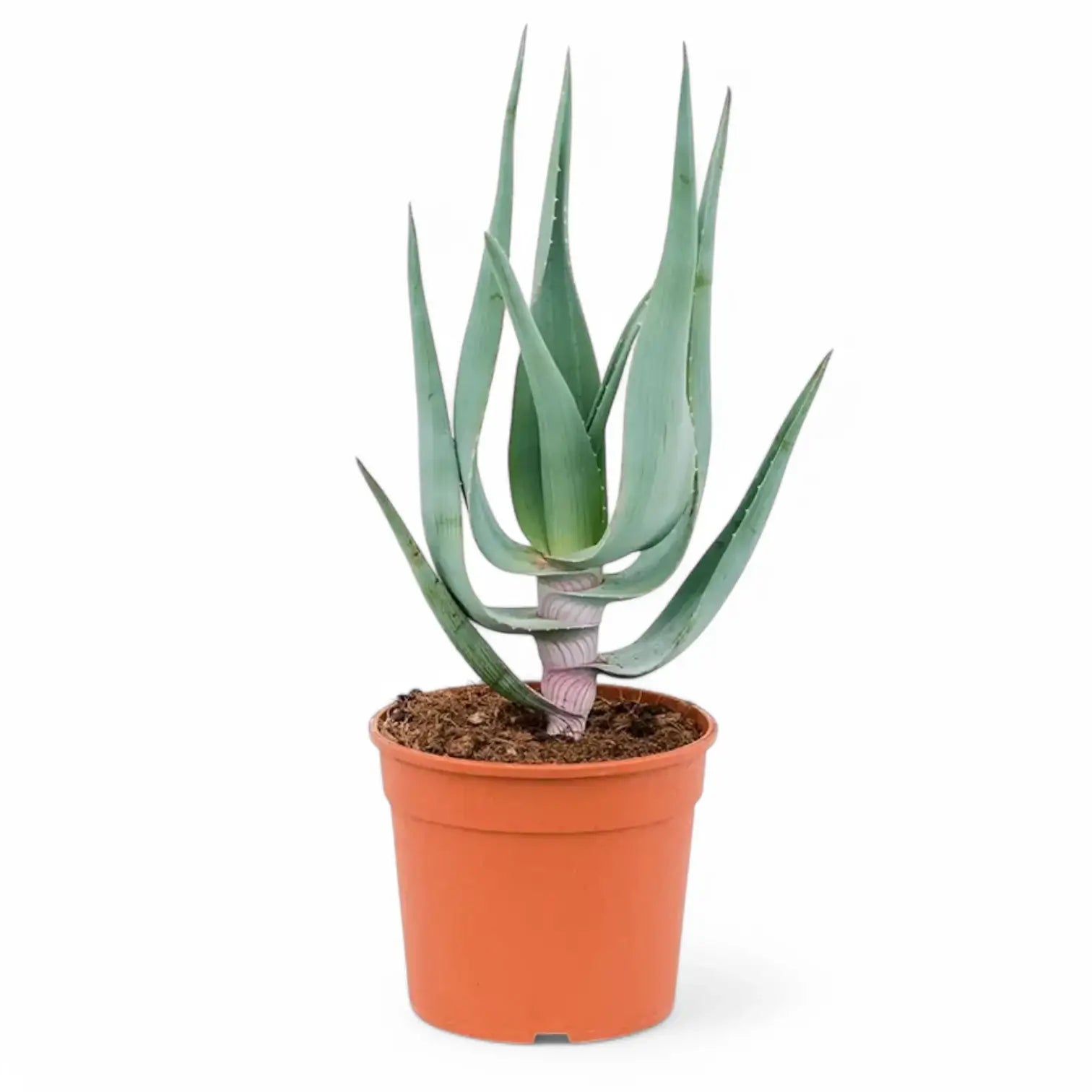 Aloe comosa potted plant in nursery pot on white background.